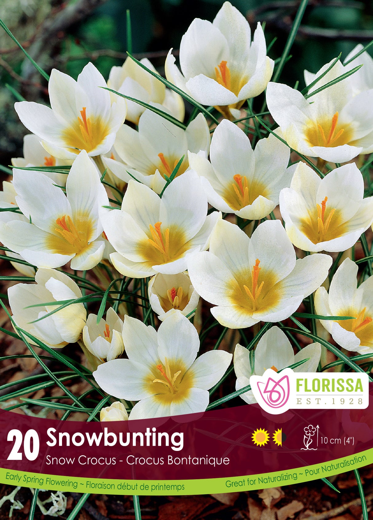 Crocus Snow (Botanical) - Snowbunting Retail