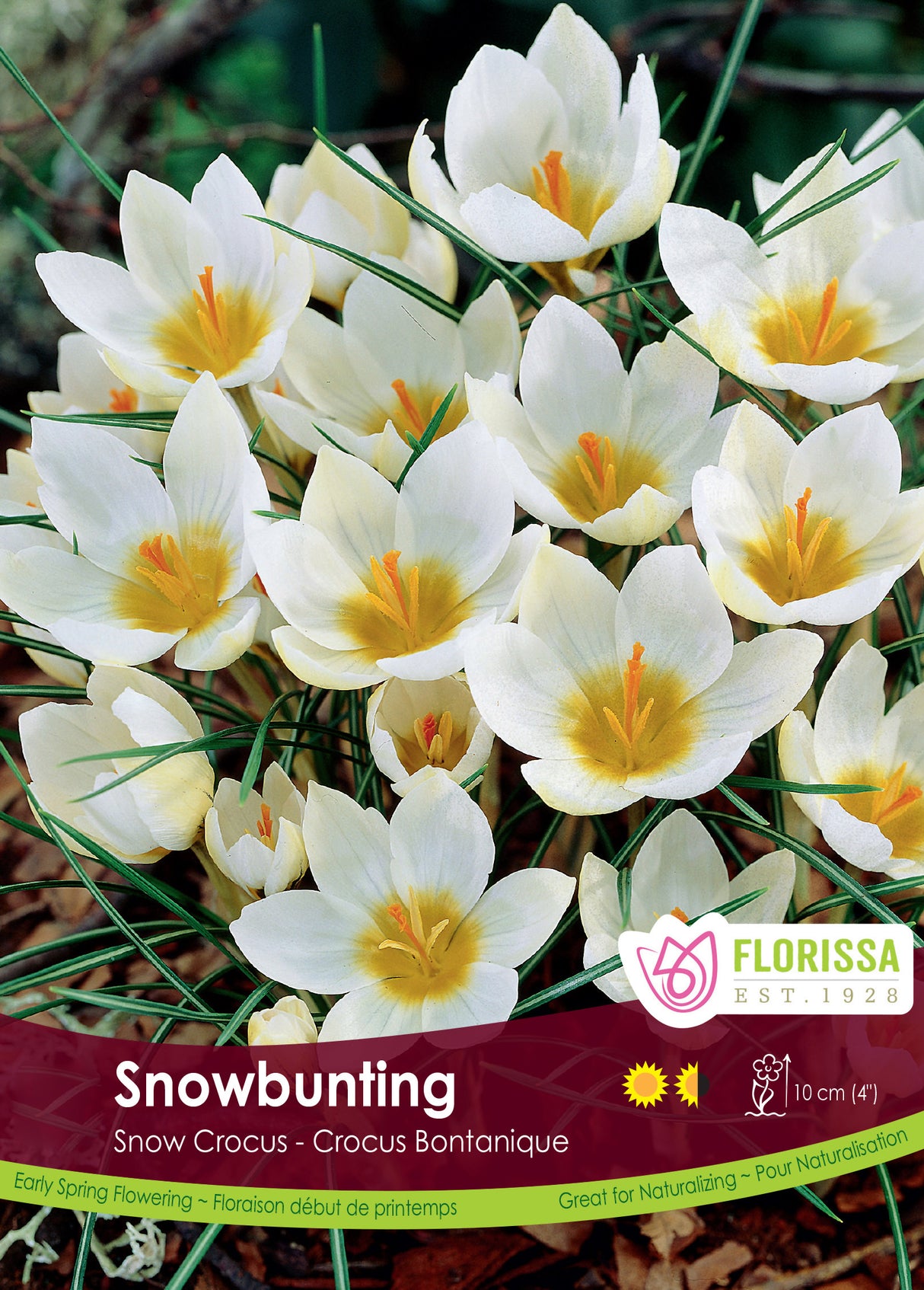 Crocus Snow (Botanical) - Snowbunting Bulk