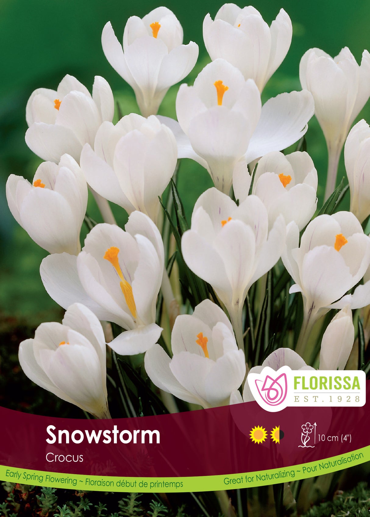 Crocus Large Flowering - Snowstorm Bulk