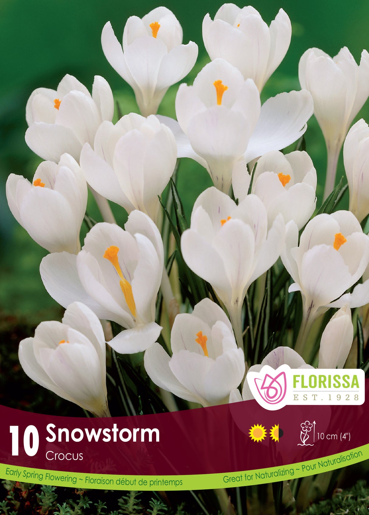 Crocus Large Flowering - Snowstorm Retail