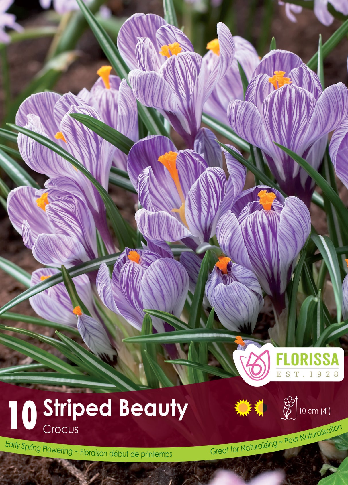Crocus Large Flowering - Striped Beauty Retail