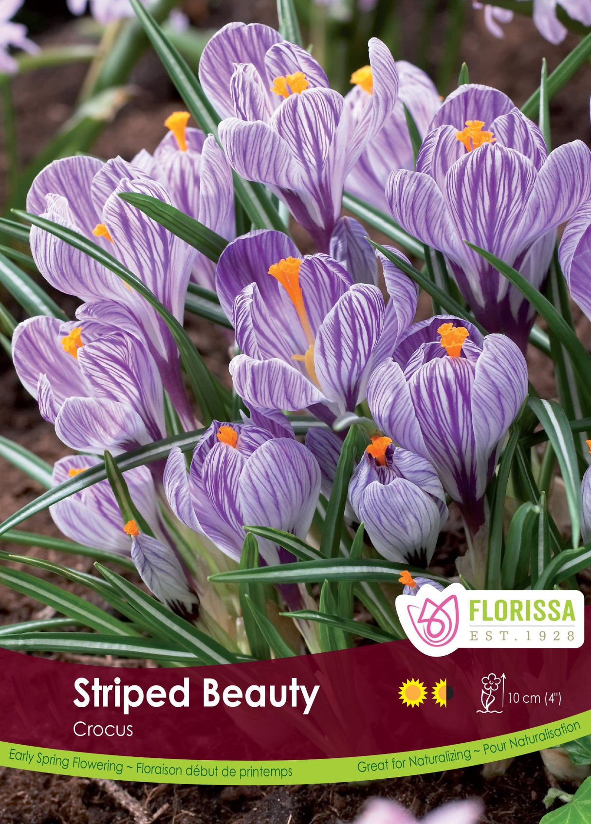 Crocus Large Flowering - Striped Beauty Bulk