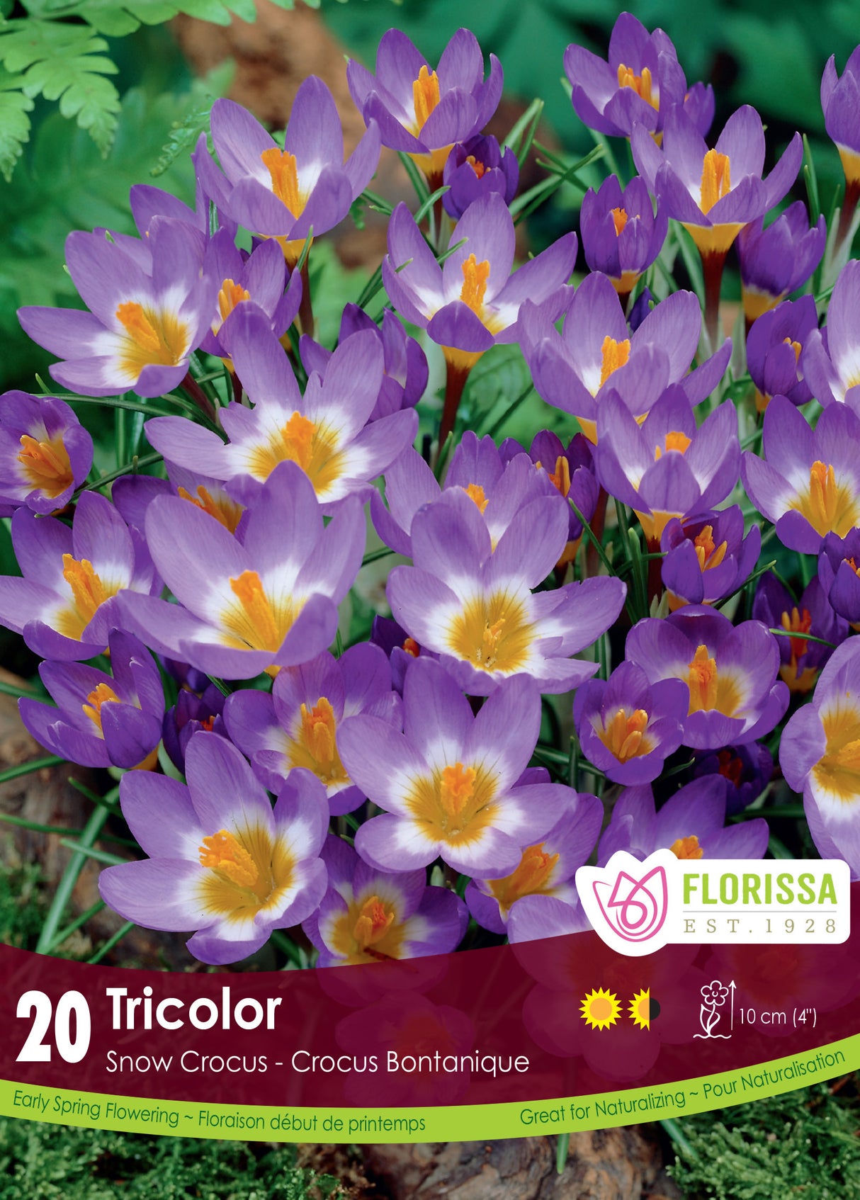 Crocus Snow (Botanical) - Tricolor Retail