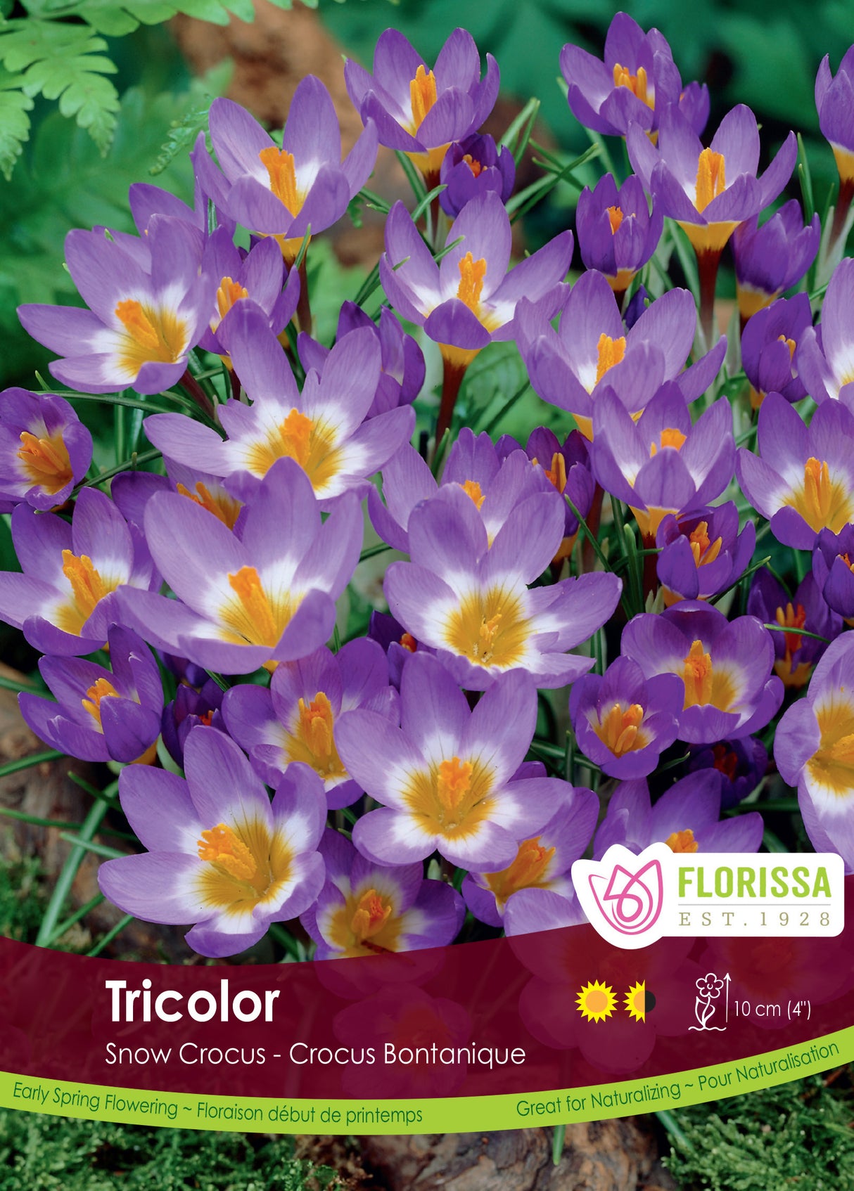 Crocus Snow (Botanical) - Tricolor Bulk