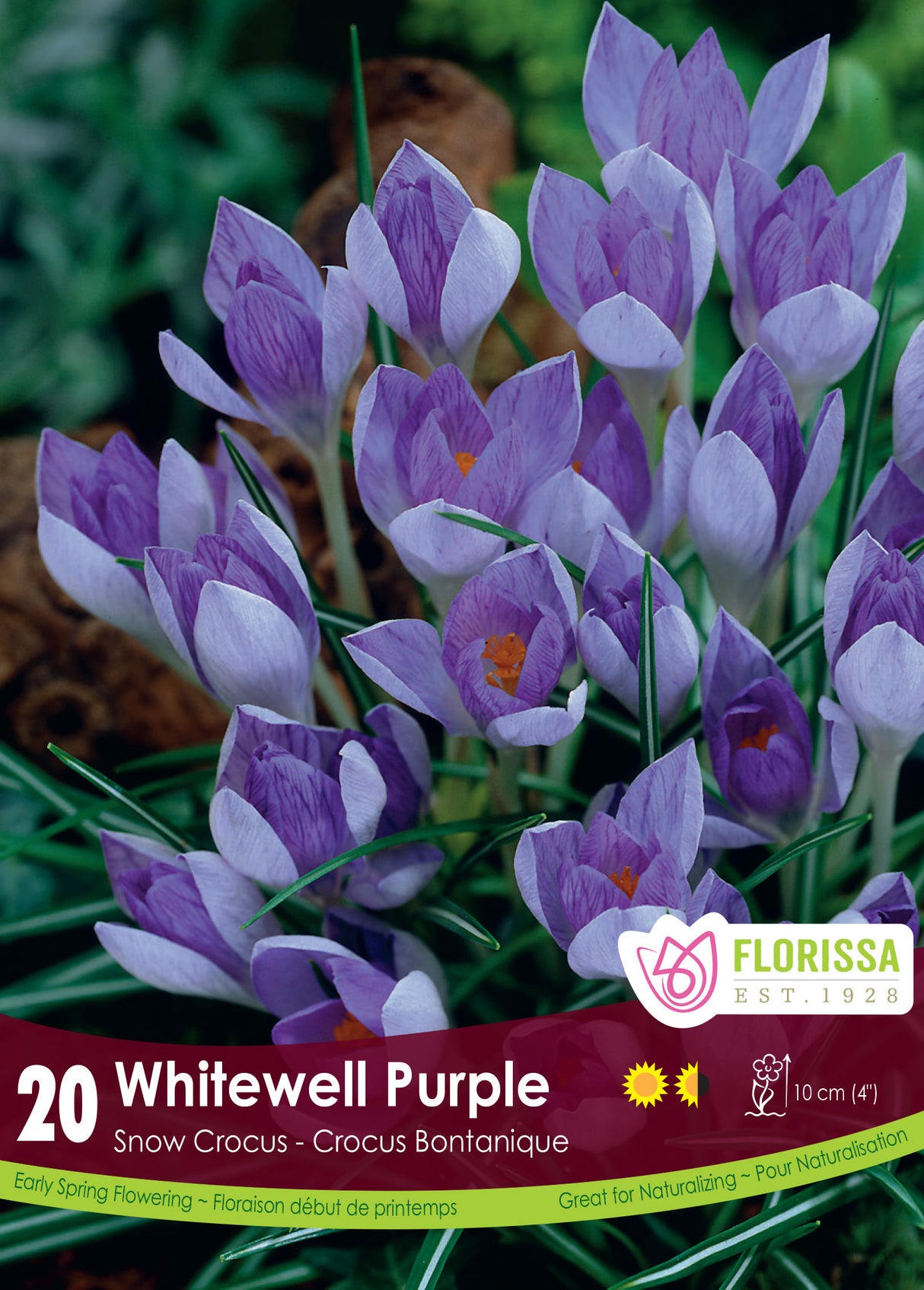 Crocus Snow (Botanical) - Whitewell Purple Retail