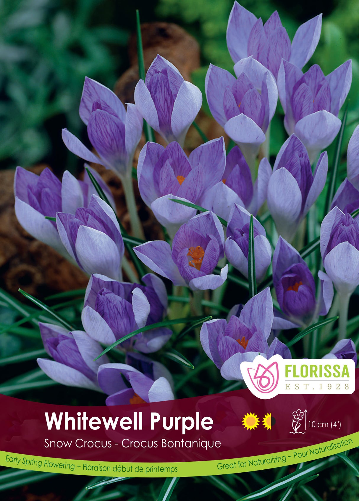 Crocus Snow (Botanical) - Whitewell Purple Bulk