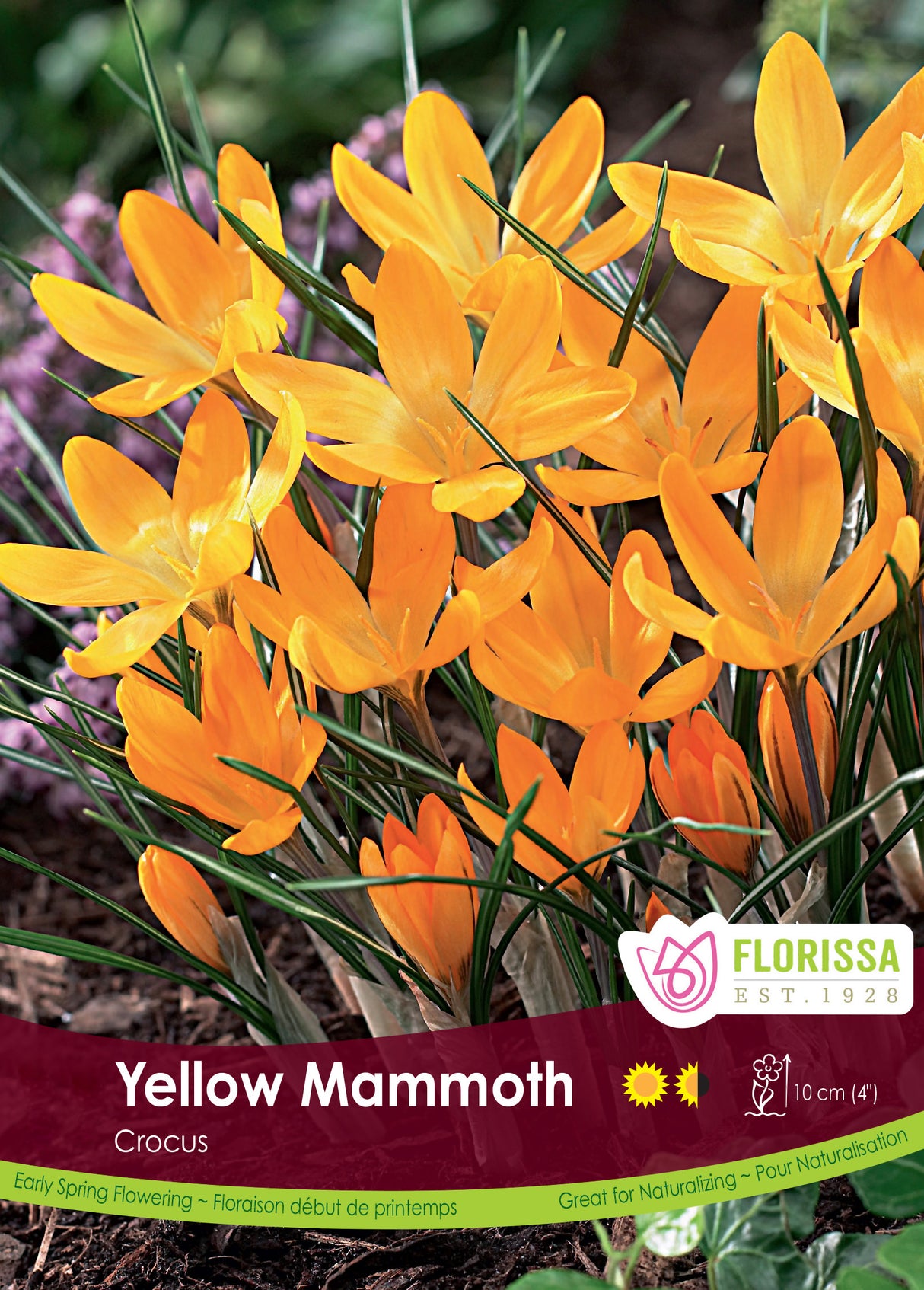 Crocus Large Flowering - Yellow Mammoth Bulk