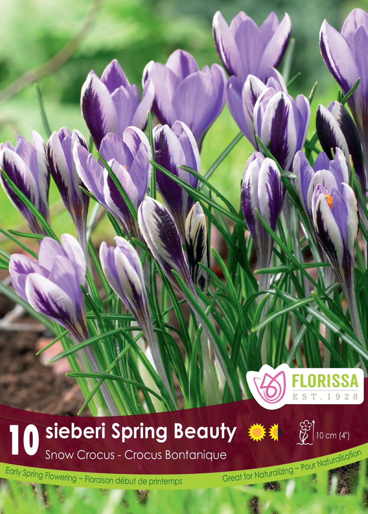 Crocus Snow (Botanical) - Sieberi Spring Beauty Retail