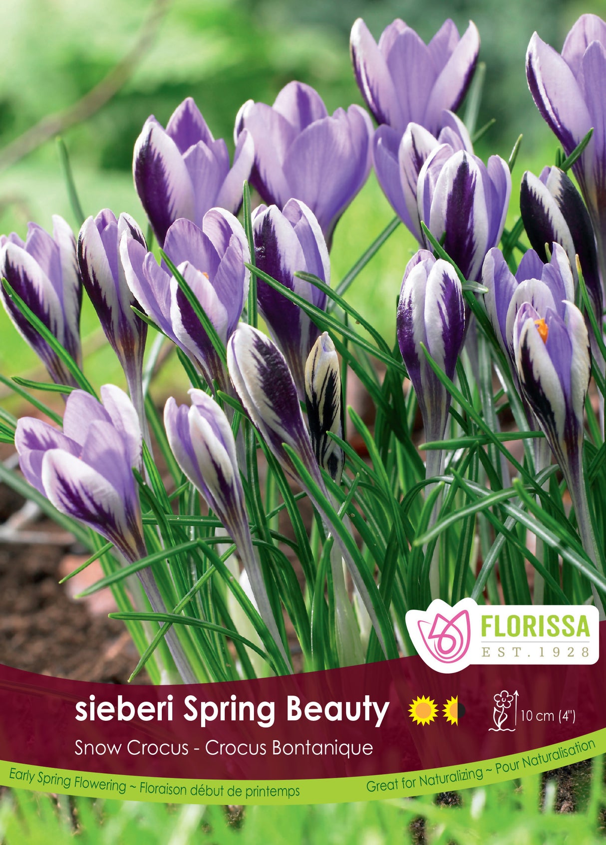 Crocus Snow (Botanical) - Sieberi Spring Beauty Bulk