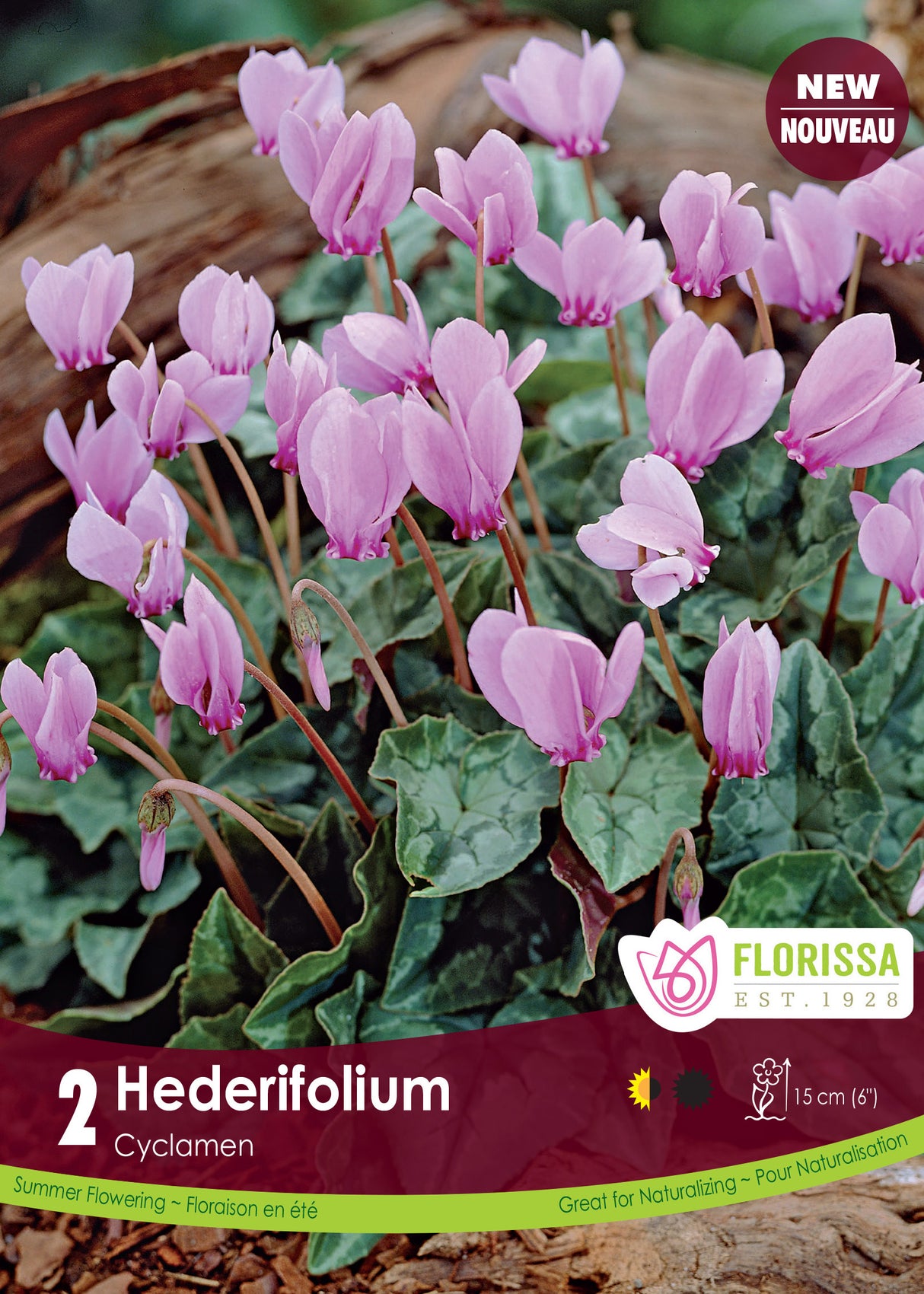 Cyclamen - Hederifolium Retail