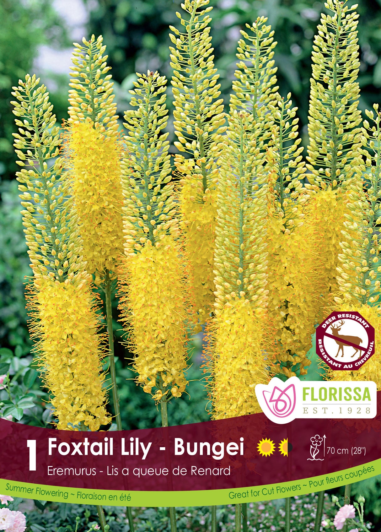 Foxtail Lily Eremurus - Yellow Retail