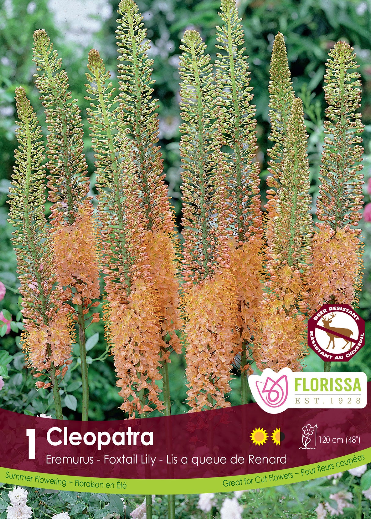 Foxtail Lily Eremurus - Copper Retail