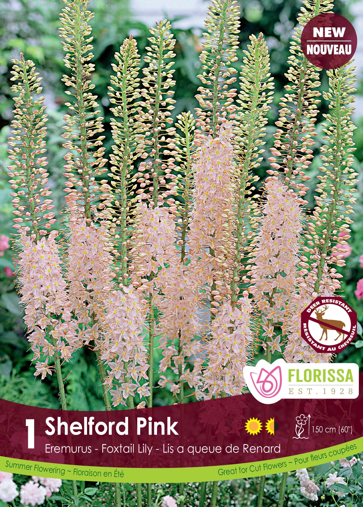 Foxtail Lily Eremurus - Pink Retail