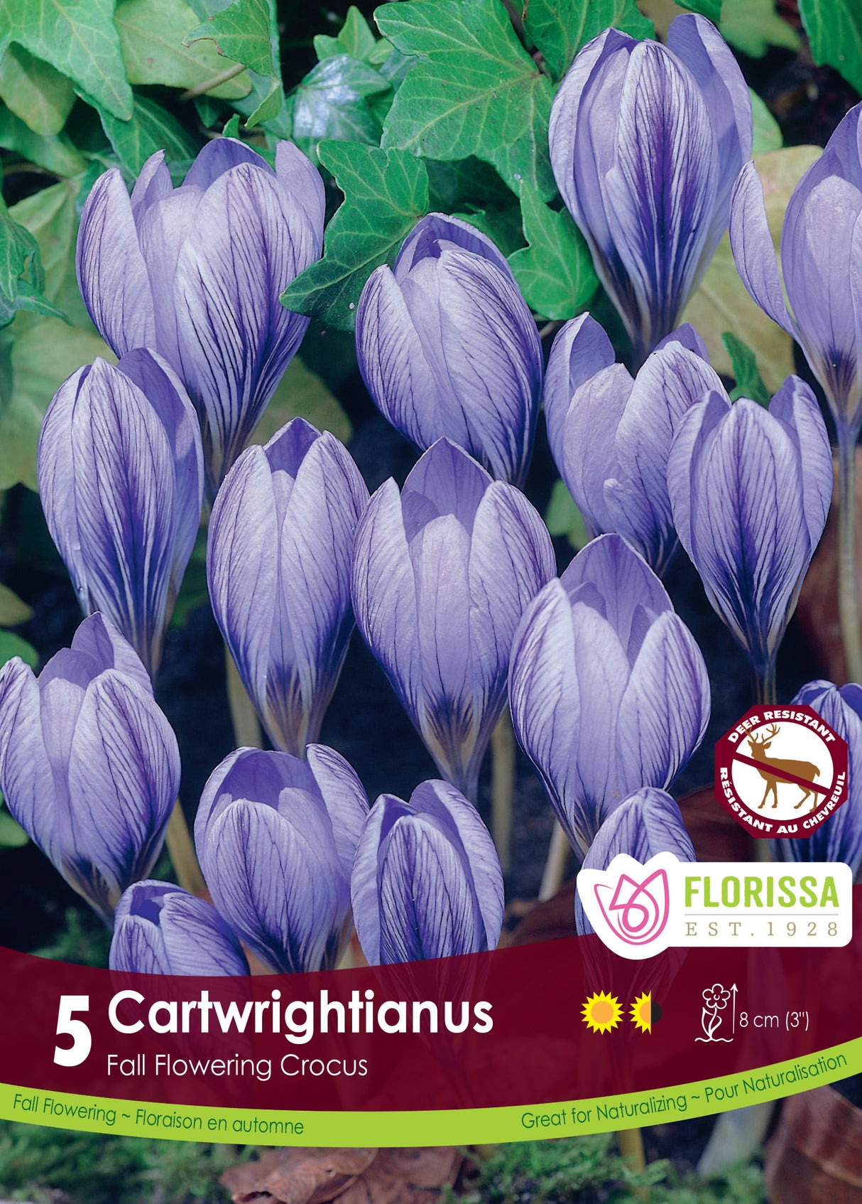 Crocus Fall Flowering - Cartwrightianus Retail