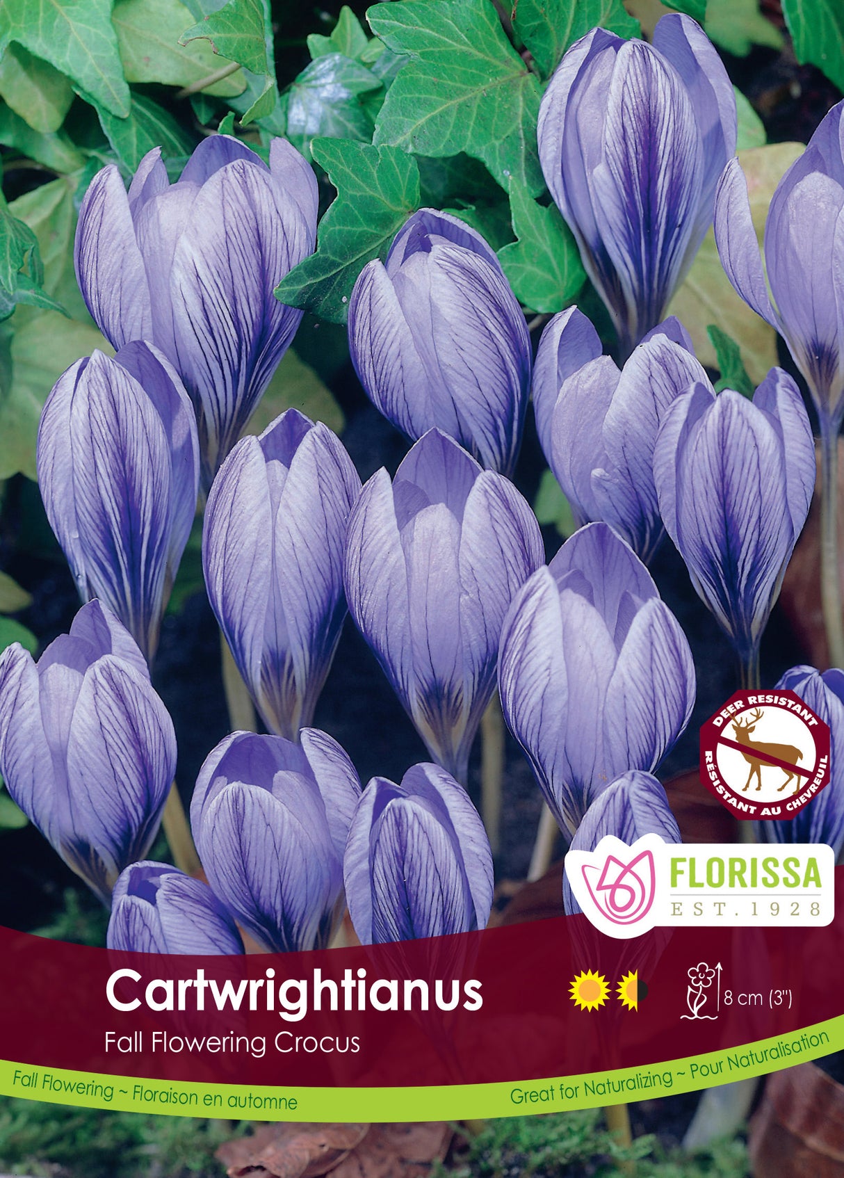 Crocus Fall Flowering - Cartwrightianus Bulk
