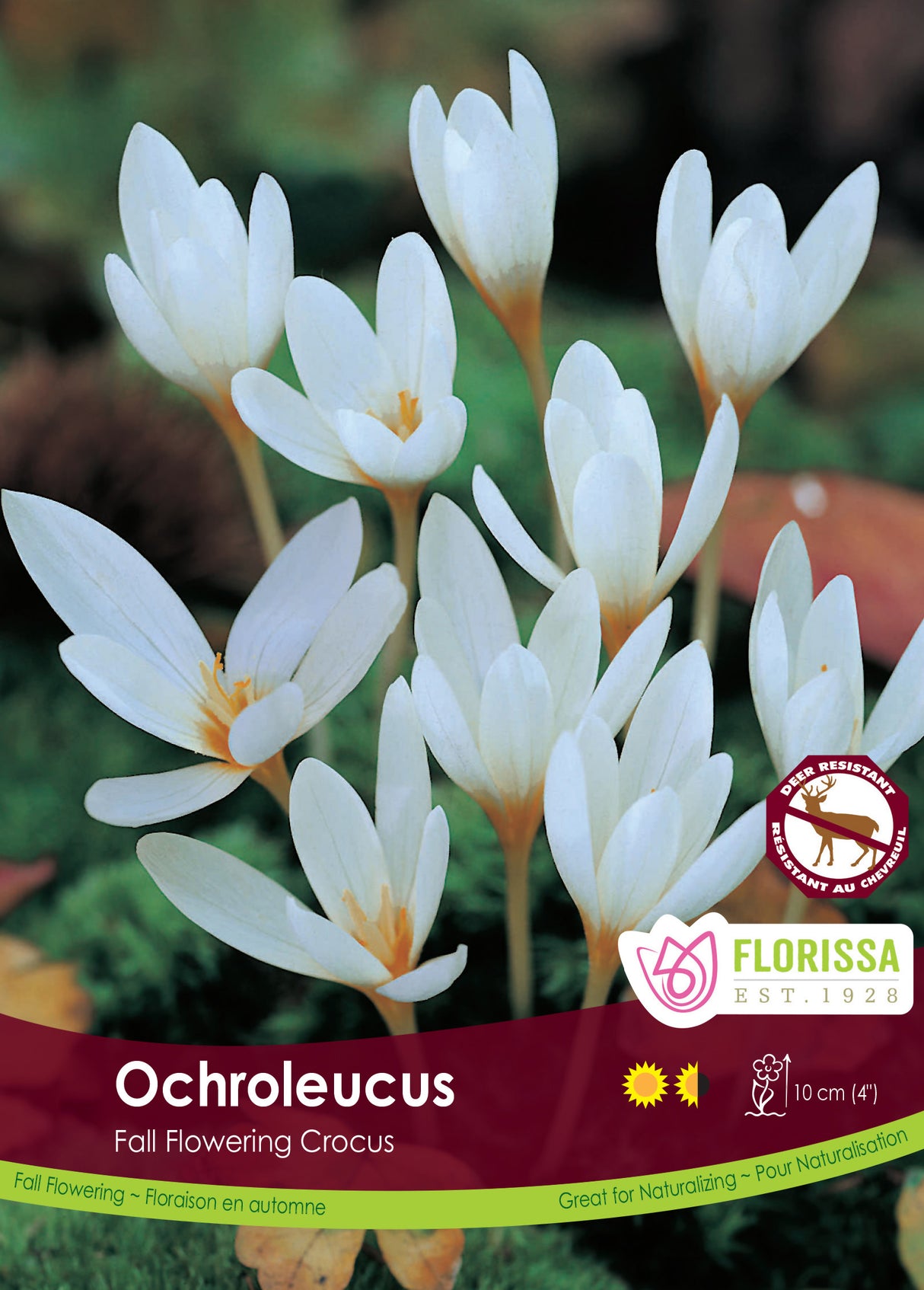 Crocus Fall Flowering - Ochroleucus Bulk