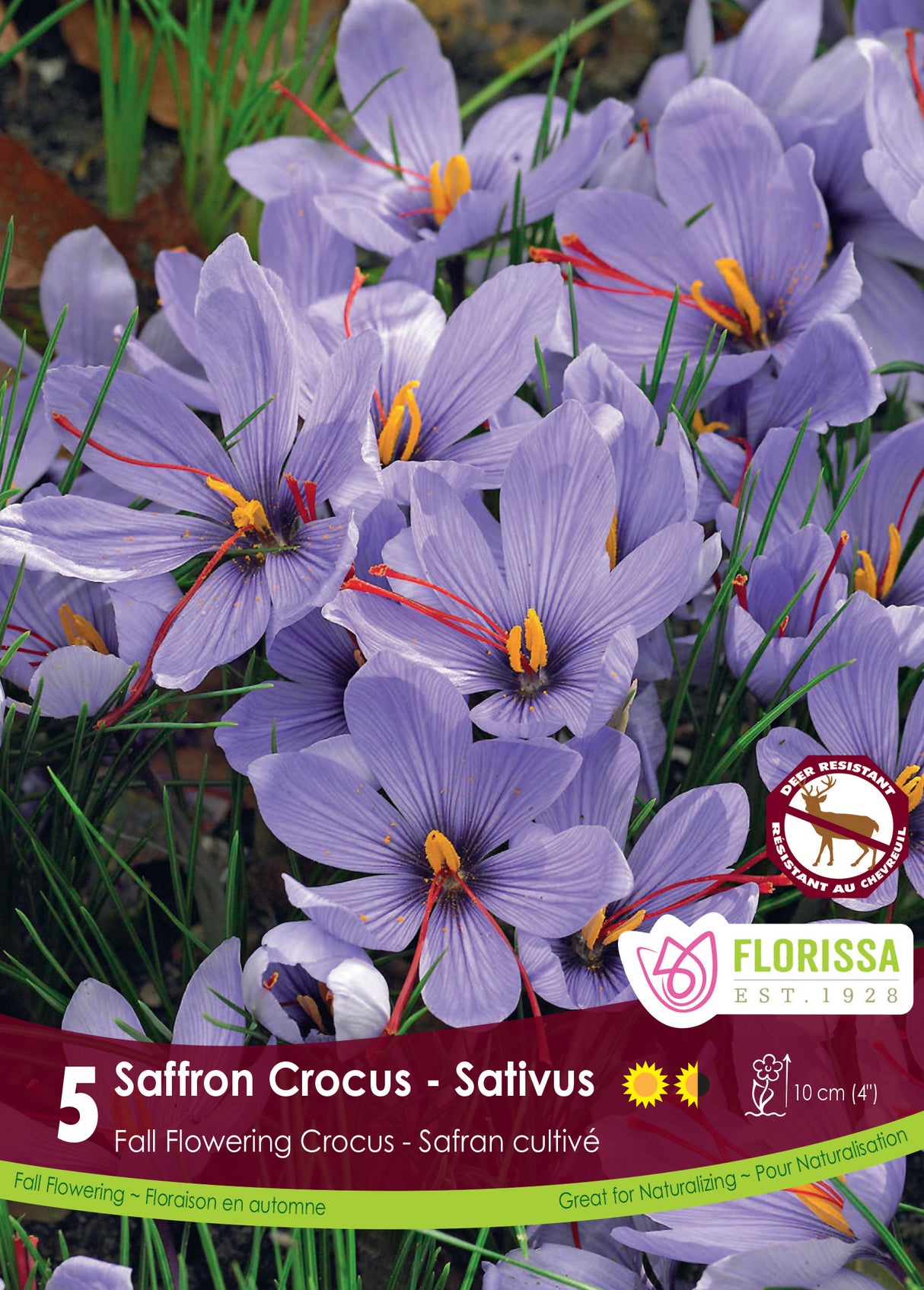 Crocus Fall Flowering - Sativus (Saffron) Retail