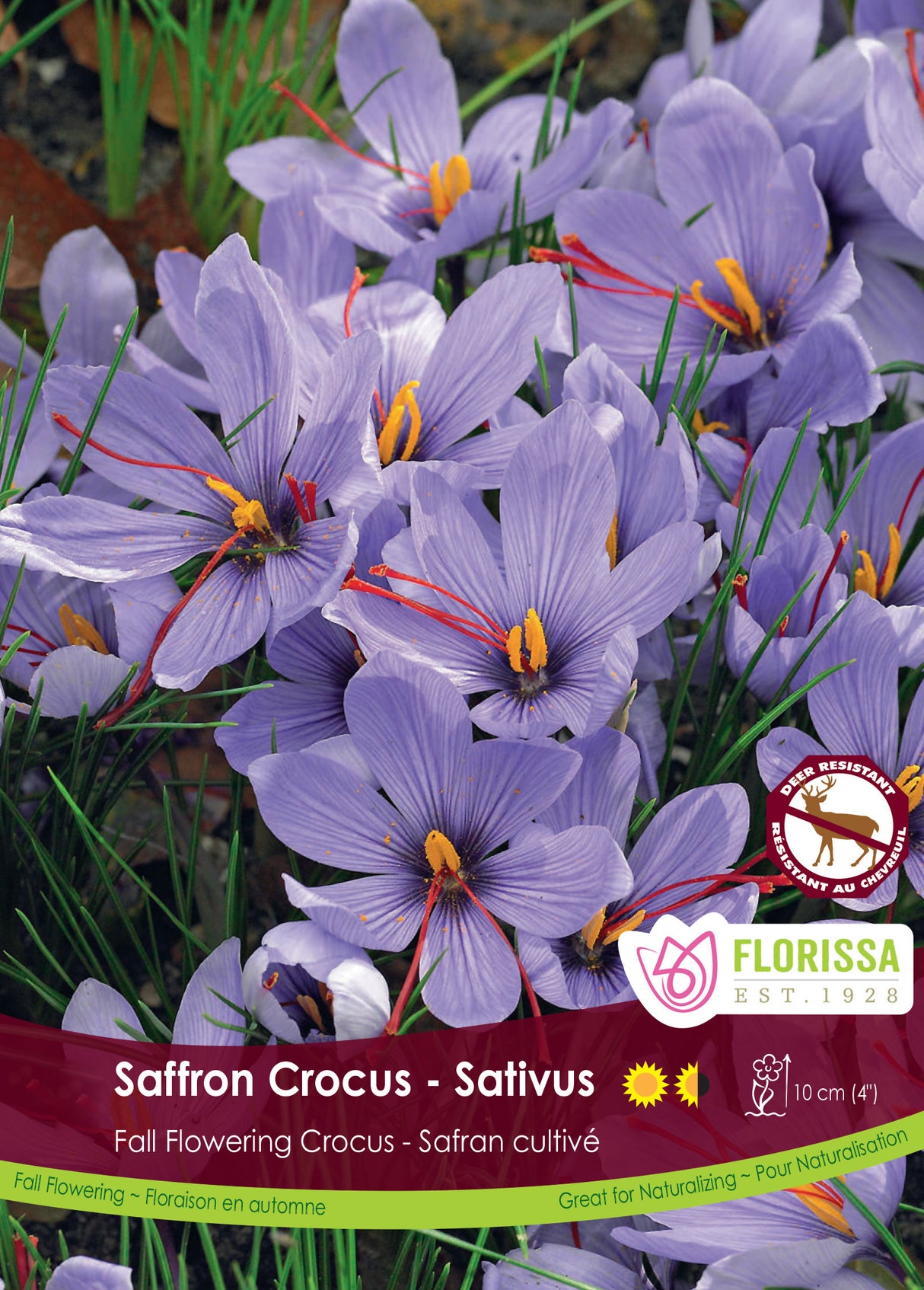 Crocus Fall Flowering - Sativus (Saffron) Bulk