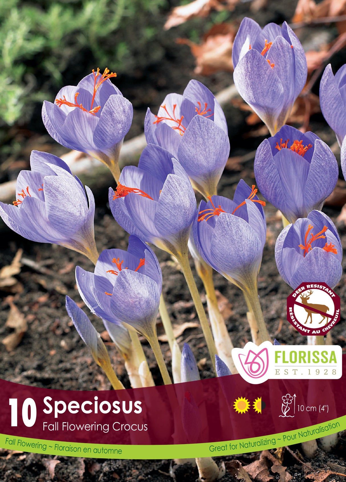 Crocus Fall Flowering - Speciosus Retail