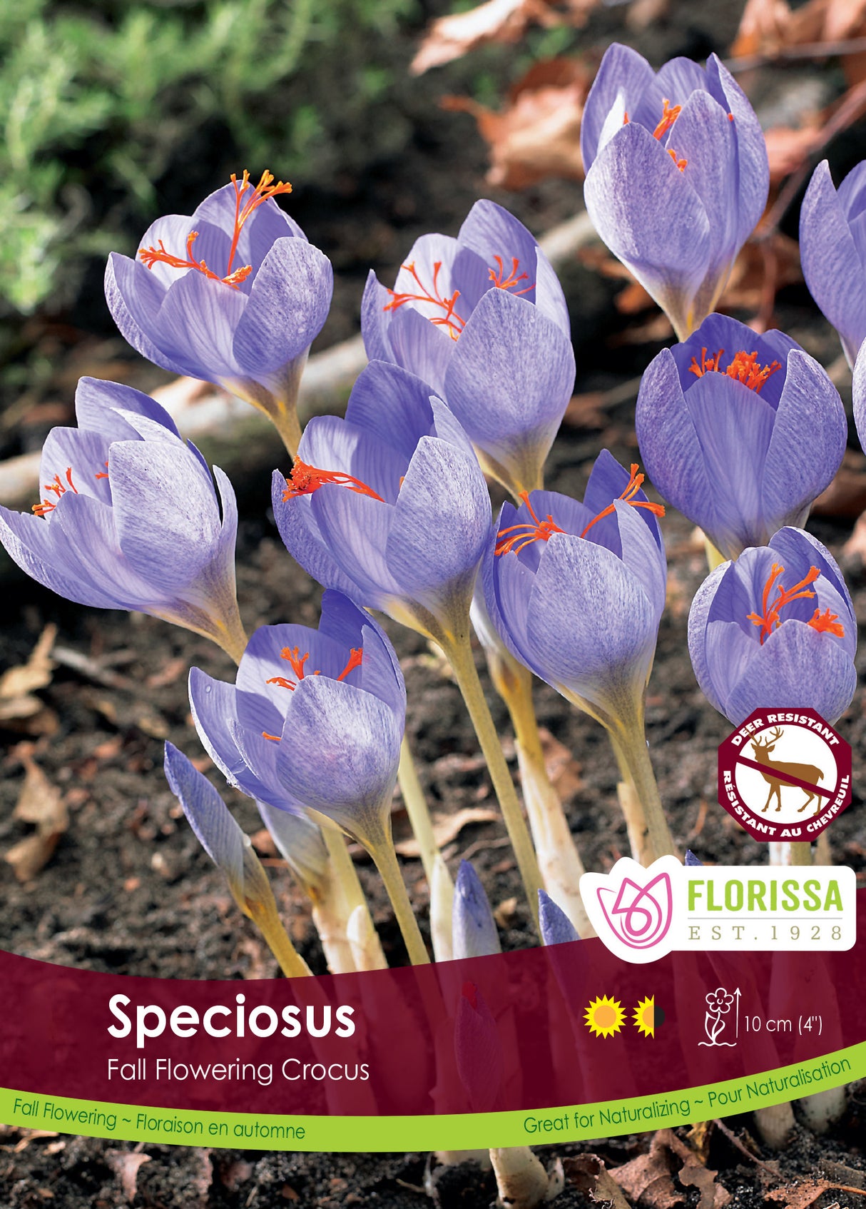 Crocus Fall Flowering - Speciosus Bulk
