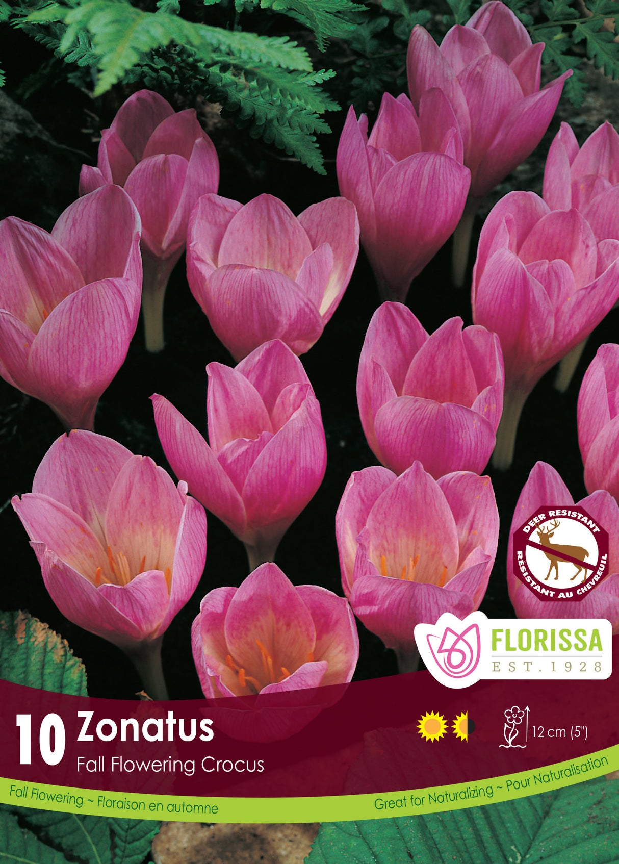 Crocus Fall Flowering - Zonatus Retail