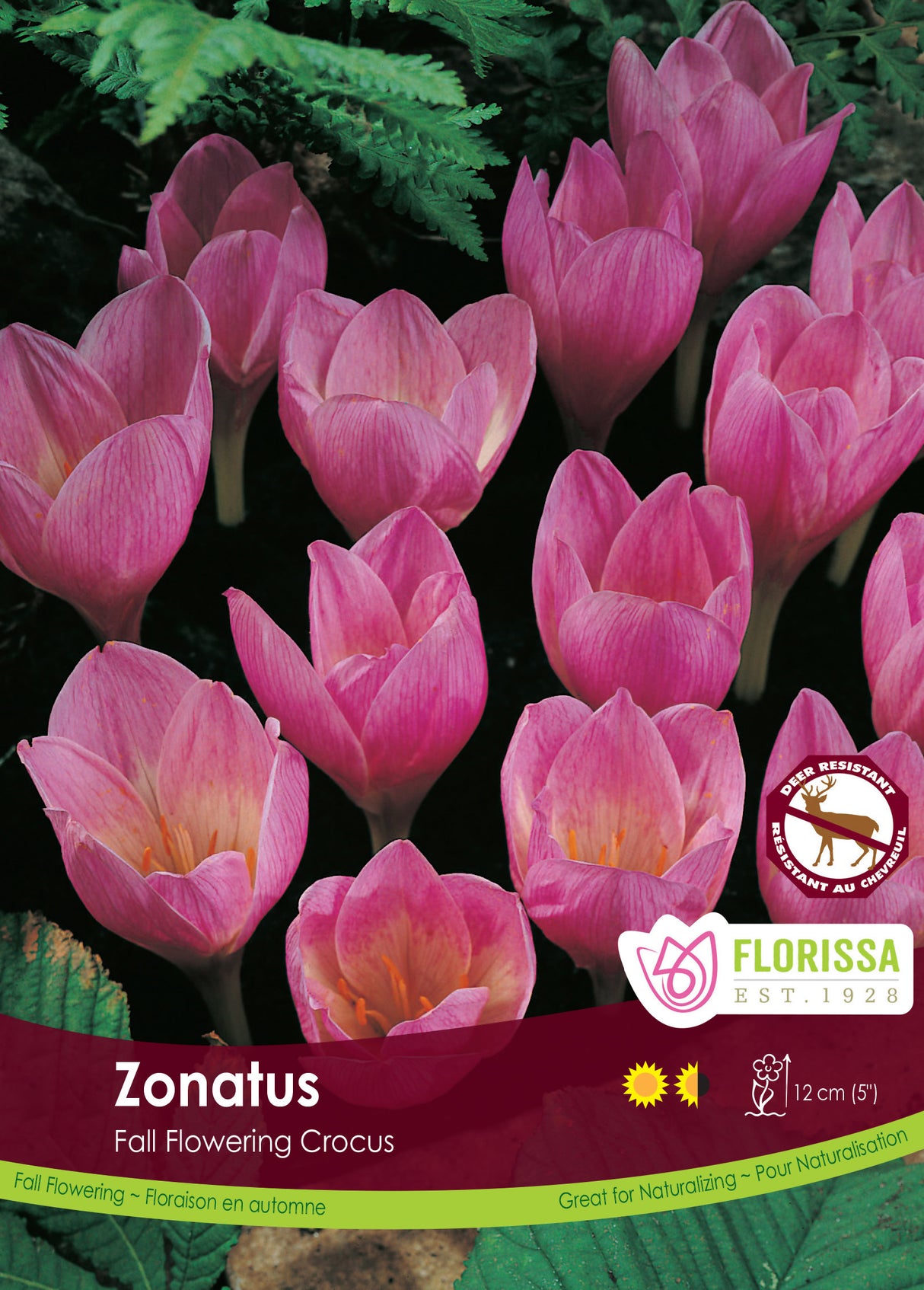 Crocus Fall Flowering - Zonatus Bulk