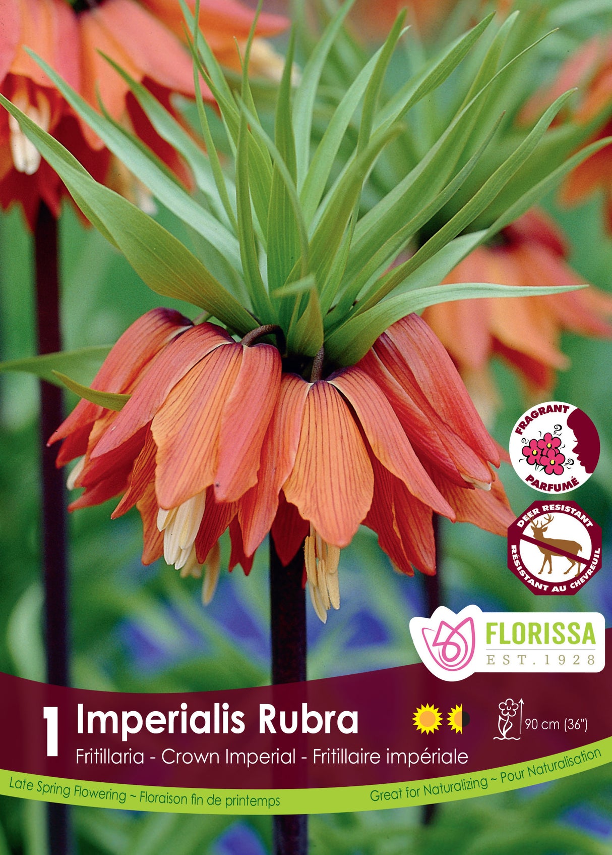 Fritillaria - Imperialis Rubra Retail