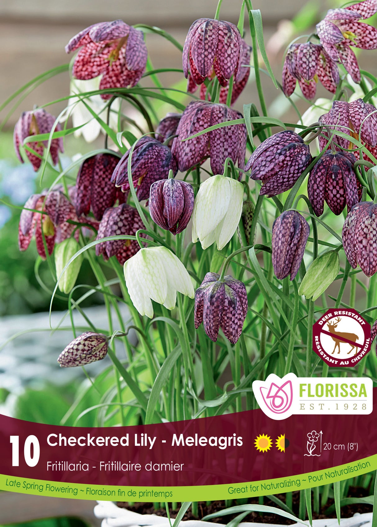 Fritillaria - Meleagris Retail