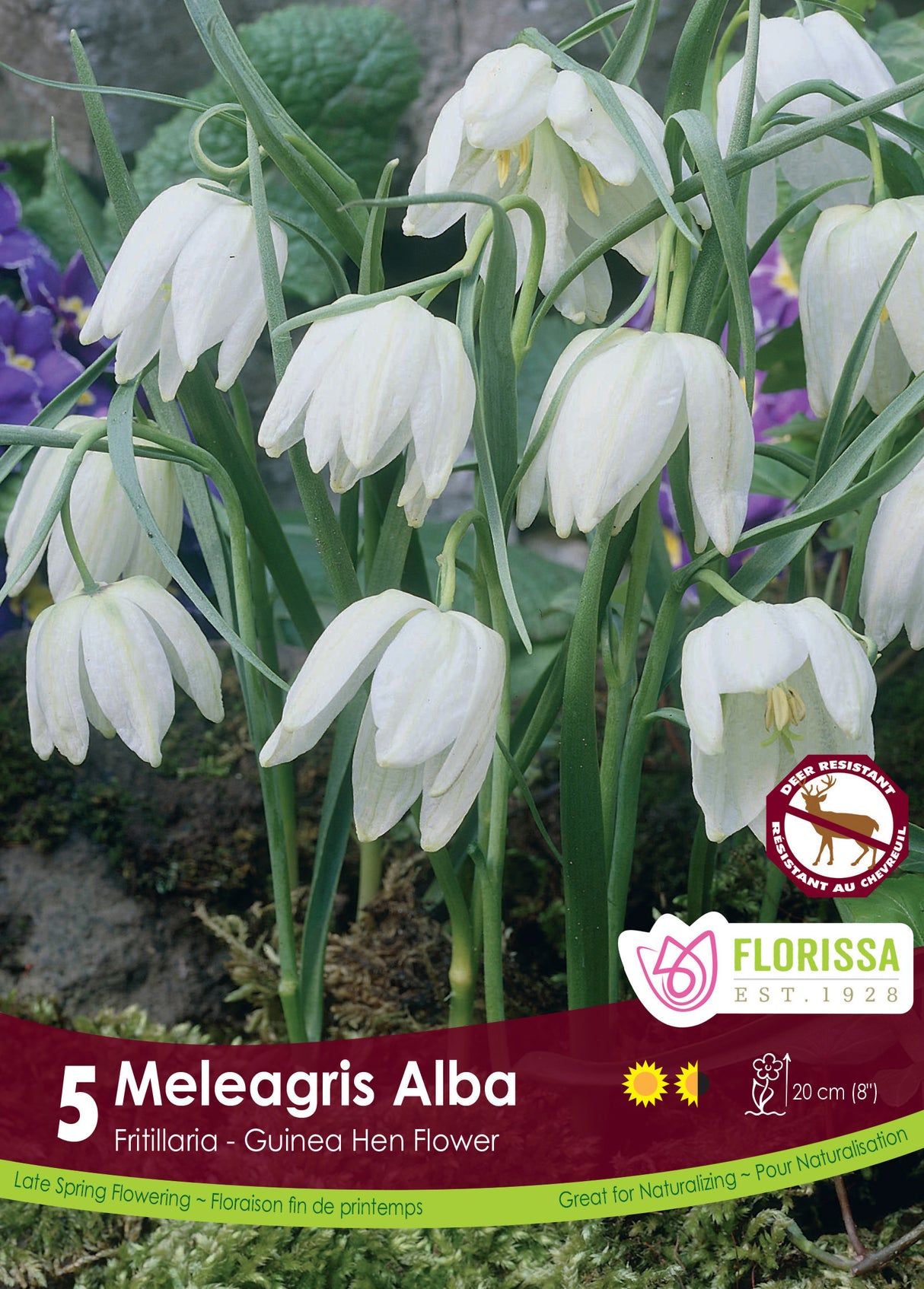 Fritillaria - Meleagris Alba Retail