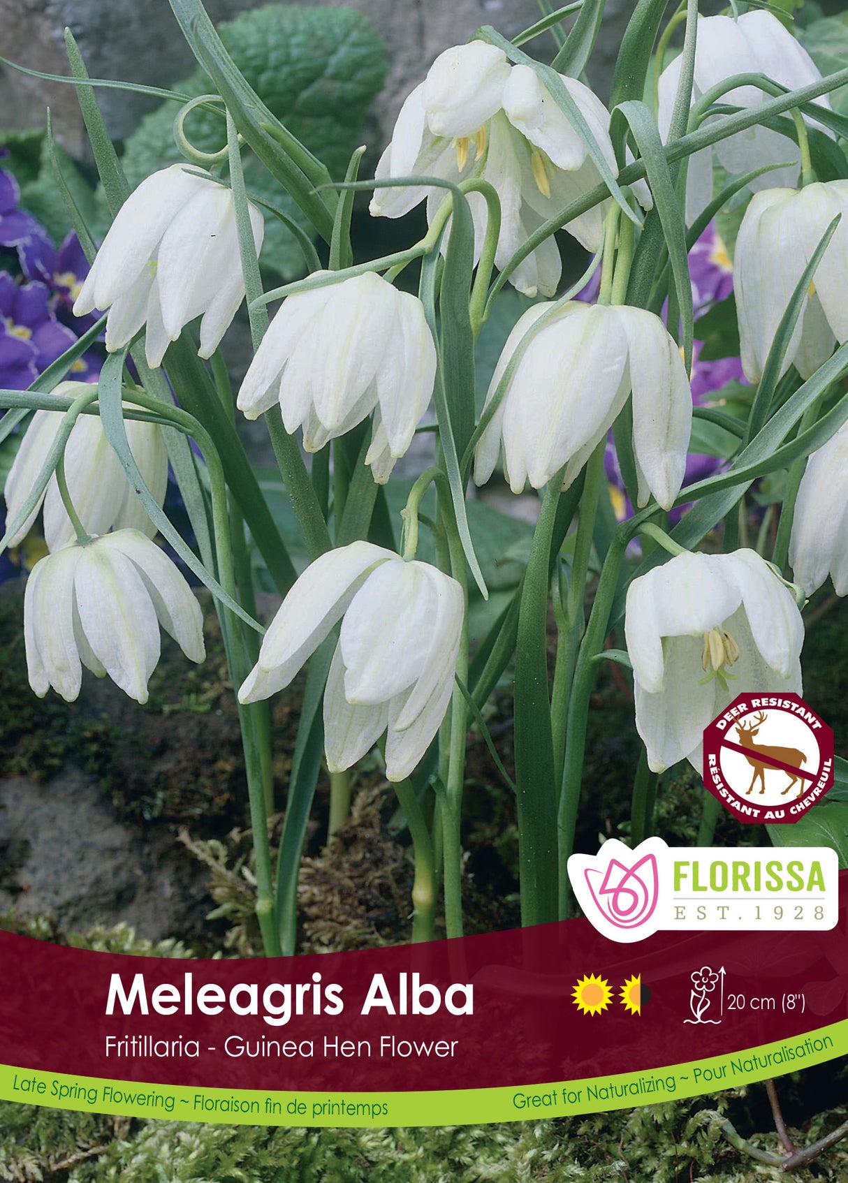 Fritillaria - Meleagris Alba Bulk