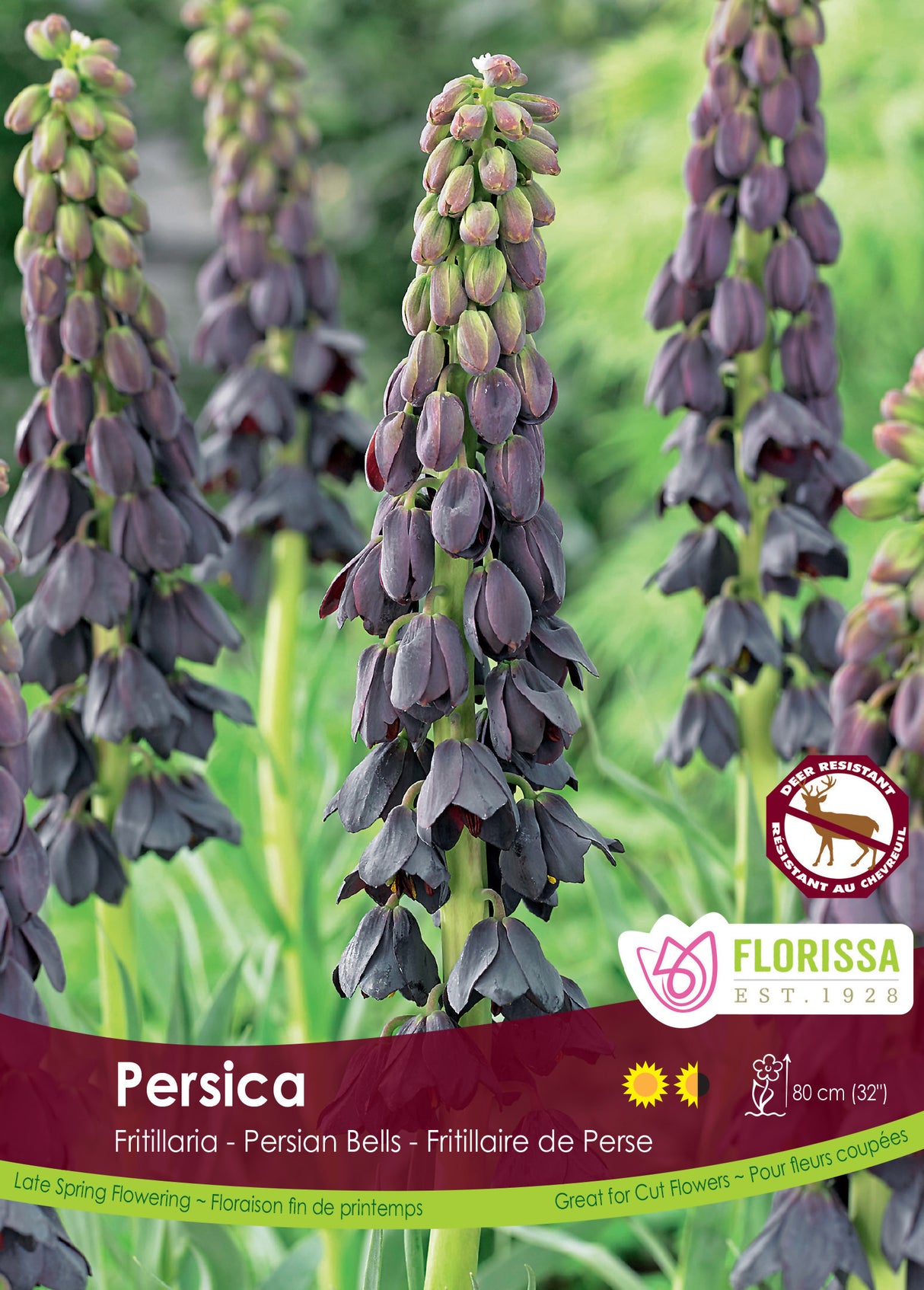 Fritillaria - Persica Bulk