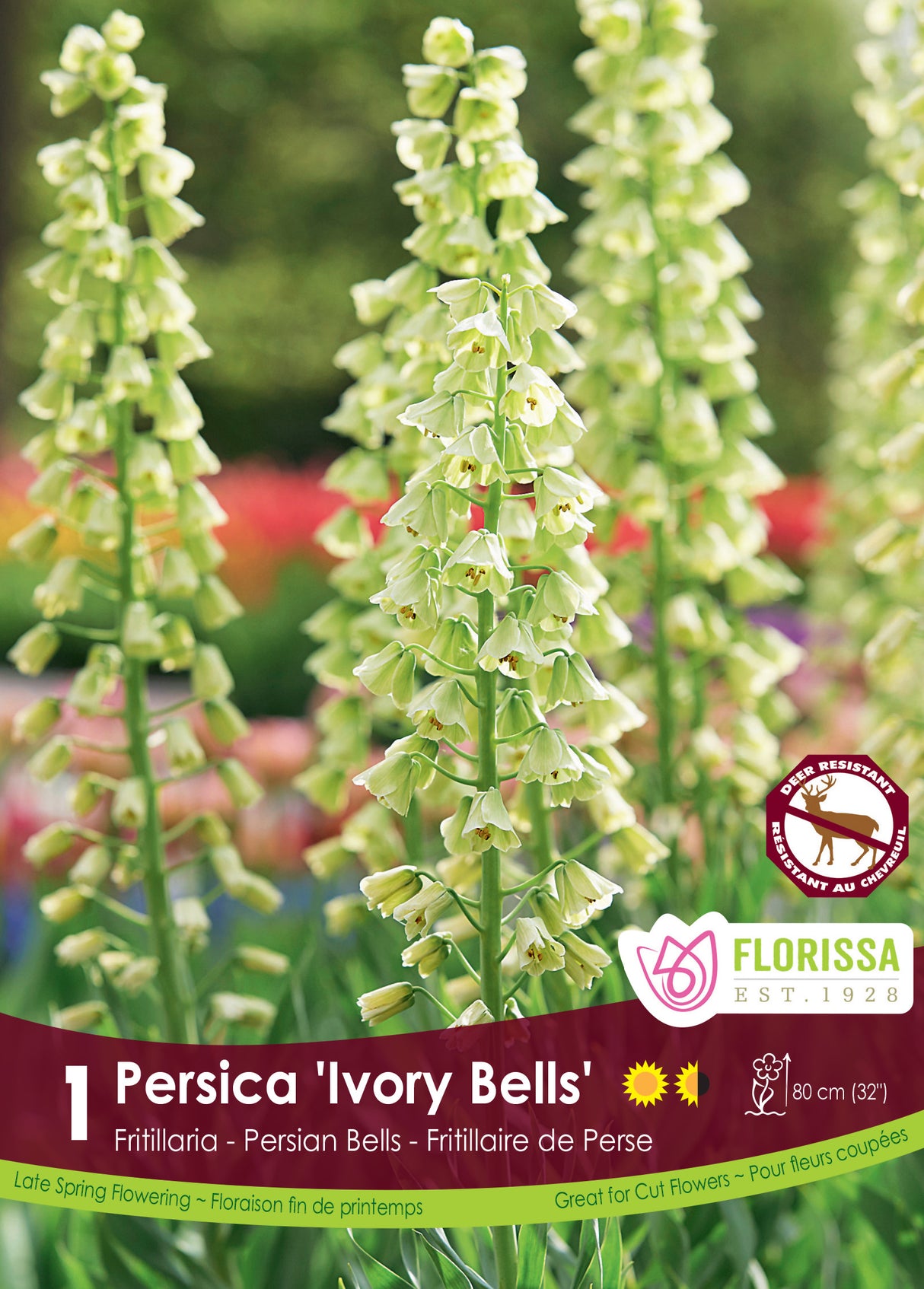 Fritillaria - Persica Ivory Bells Retail