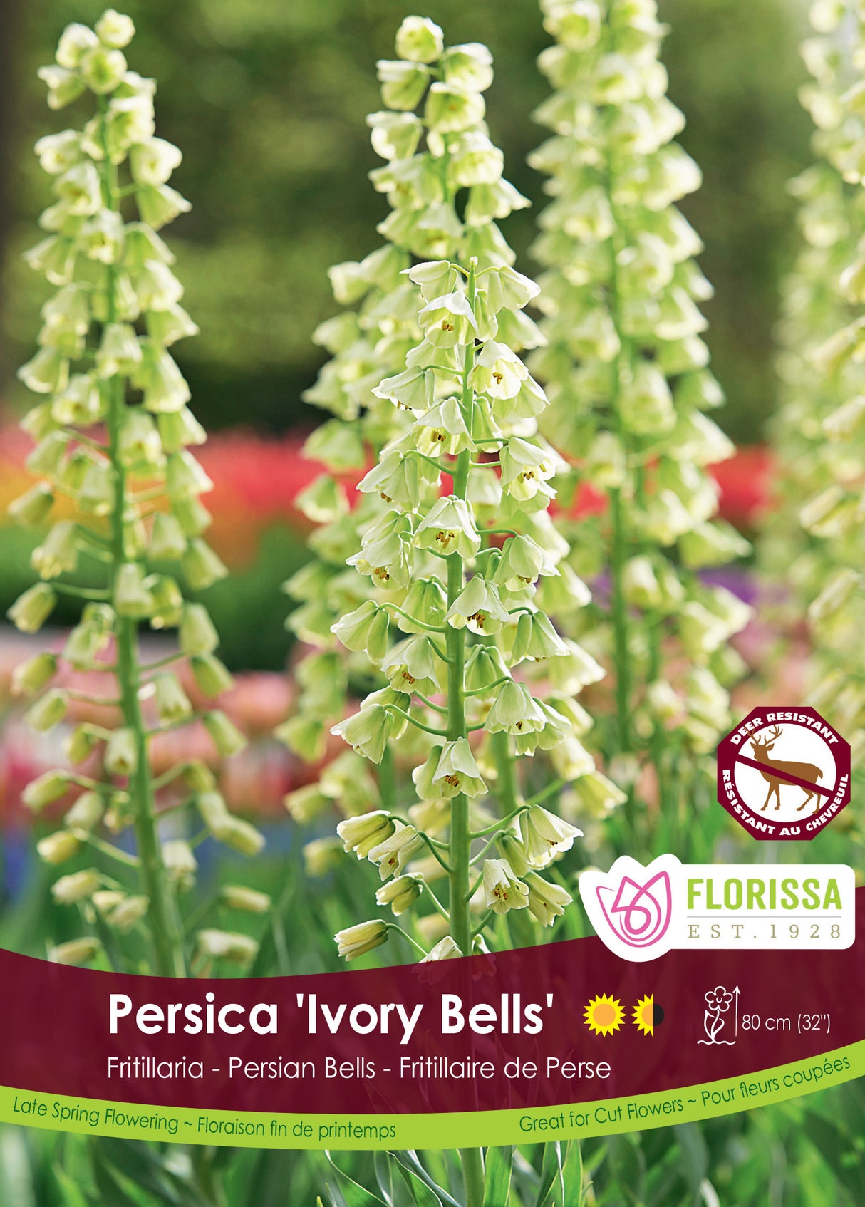 Fritillaria - Persica Ivory Bells Bulk