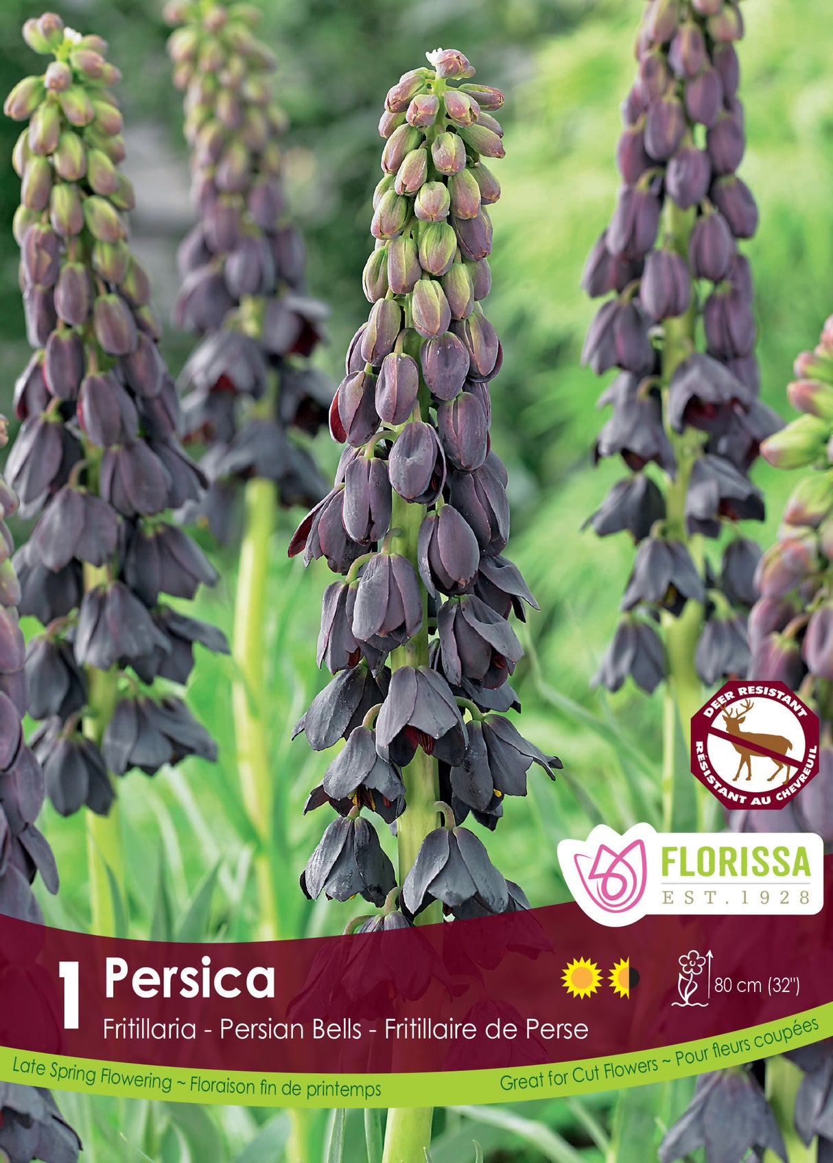 Fritillaria - Persica Retail