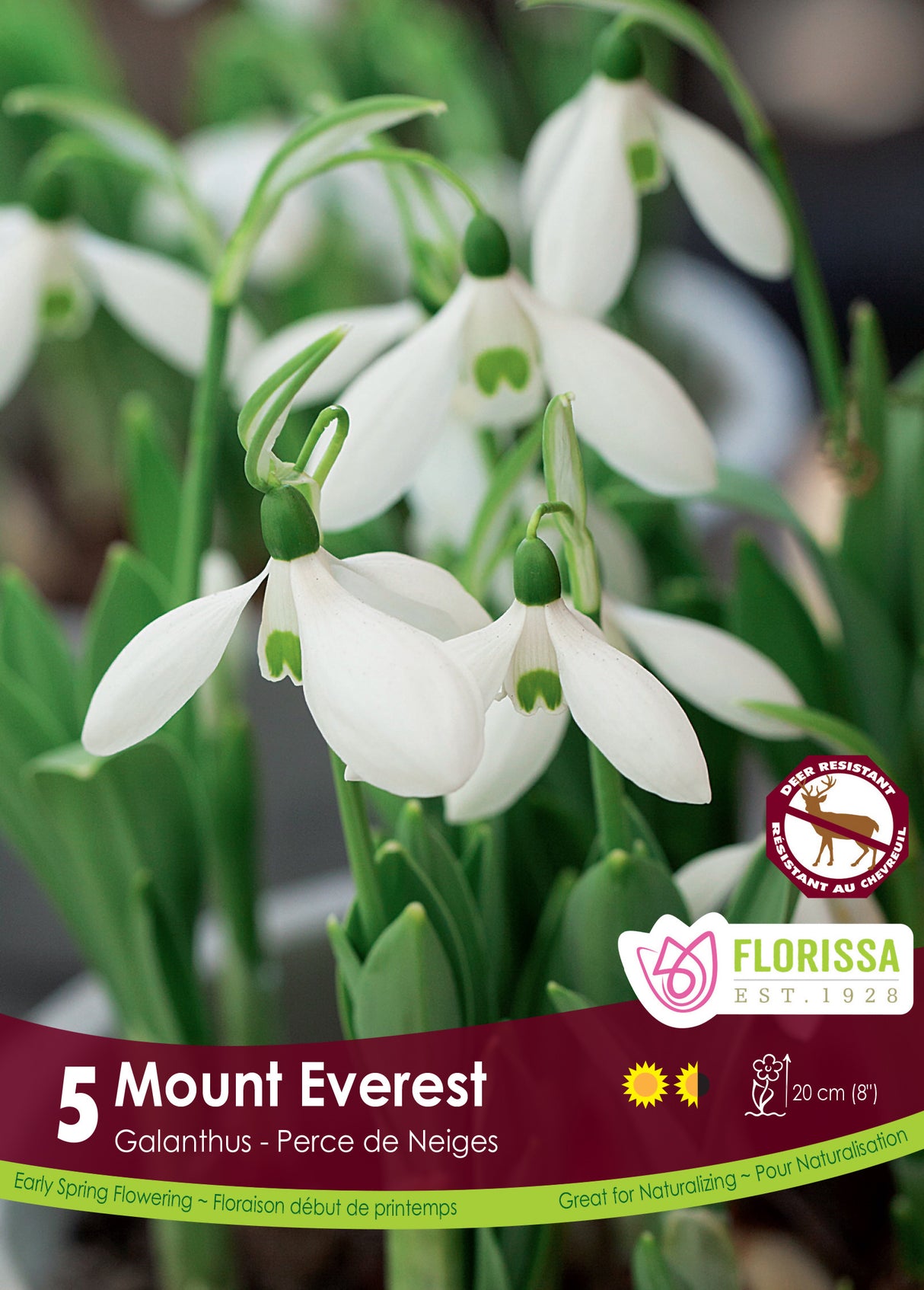 Galanthus - Snowdrop Mount Everest Retail