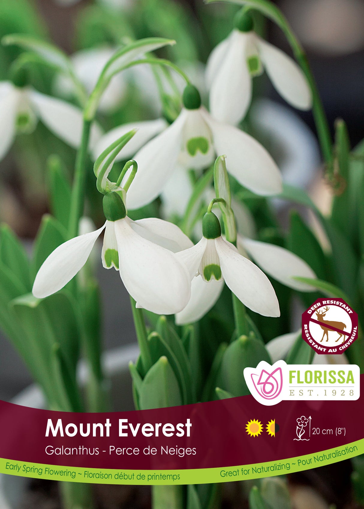 Galanthus - Snowdrop Mount Everest Bulk