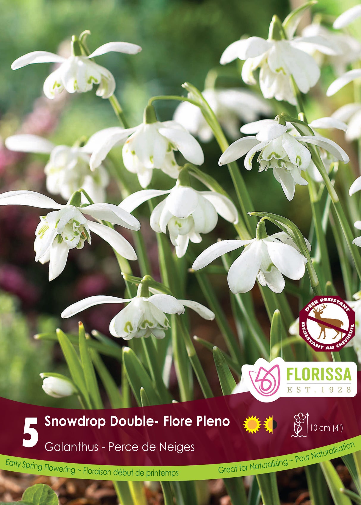 Galanthus - Snowdrop Double Floreo Pleno Retail