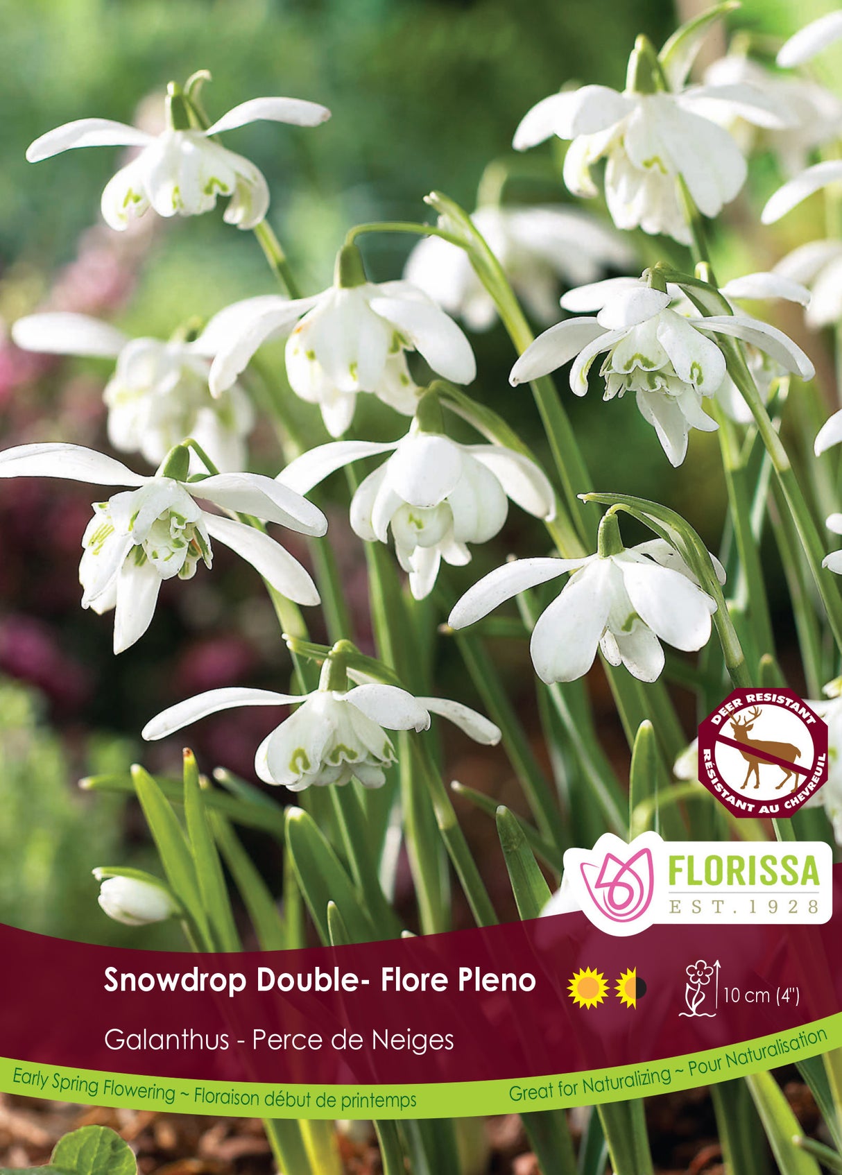 Galanthus - Snowdrop Double Floreo Pleno Bulk