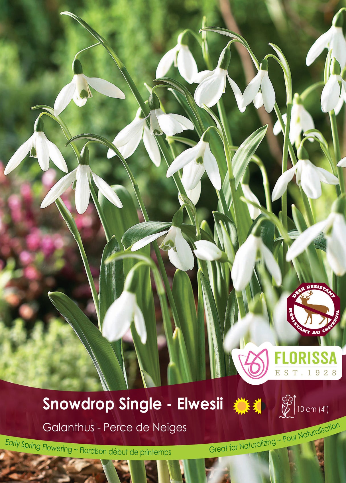 Galanthus - Snowdrop Single Elwesii Bulk
