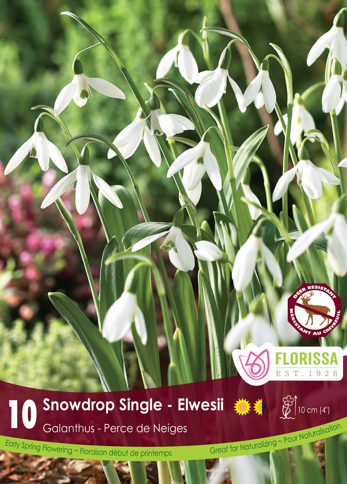 Galanthus - Snowdrop Single Elwesii Retail