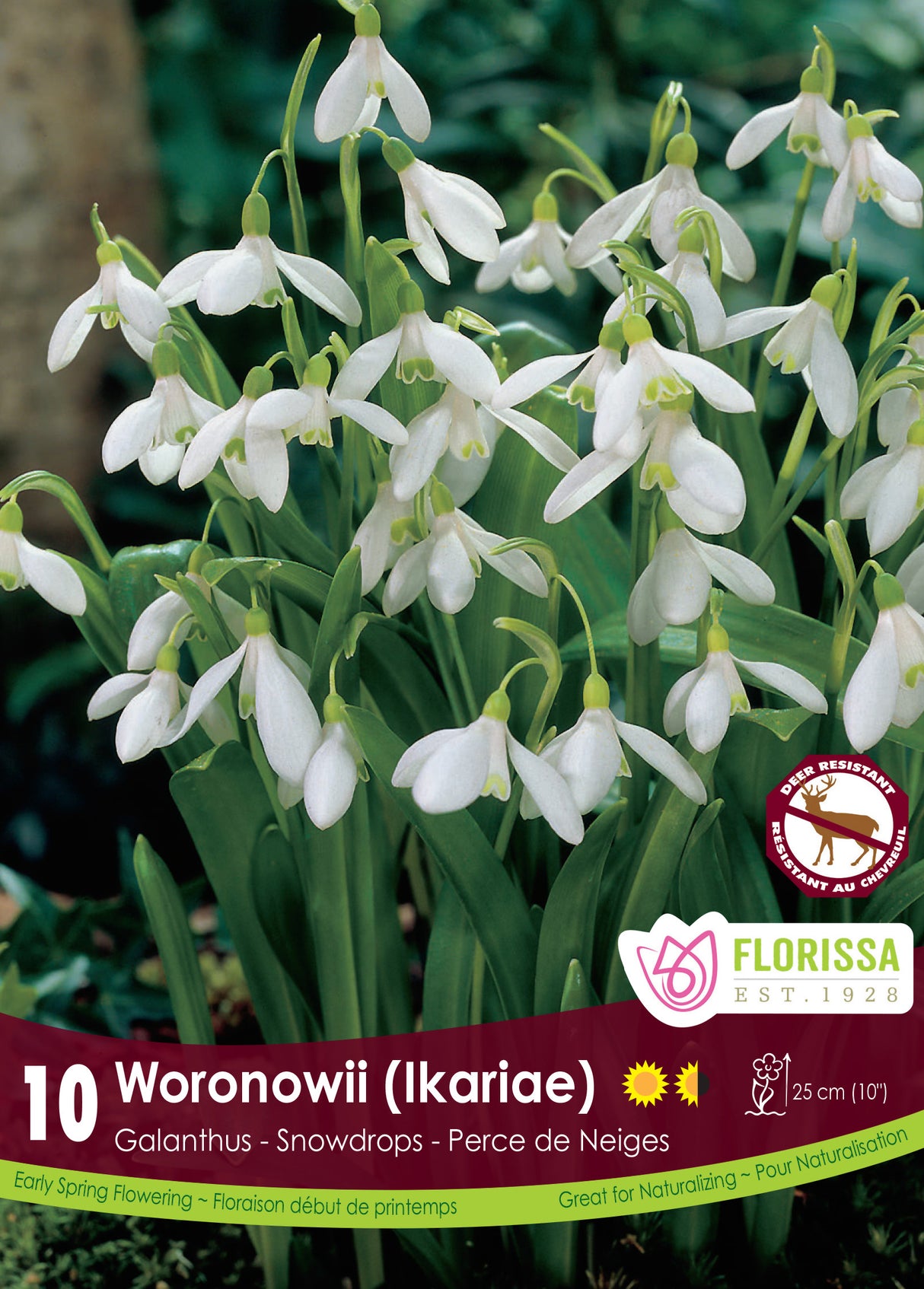 Galanthus - Snowdrops Woronowii Retail