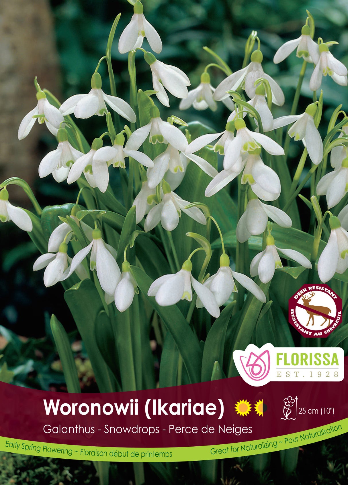 Galanthus - Snowdrops Woronowii Bulk