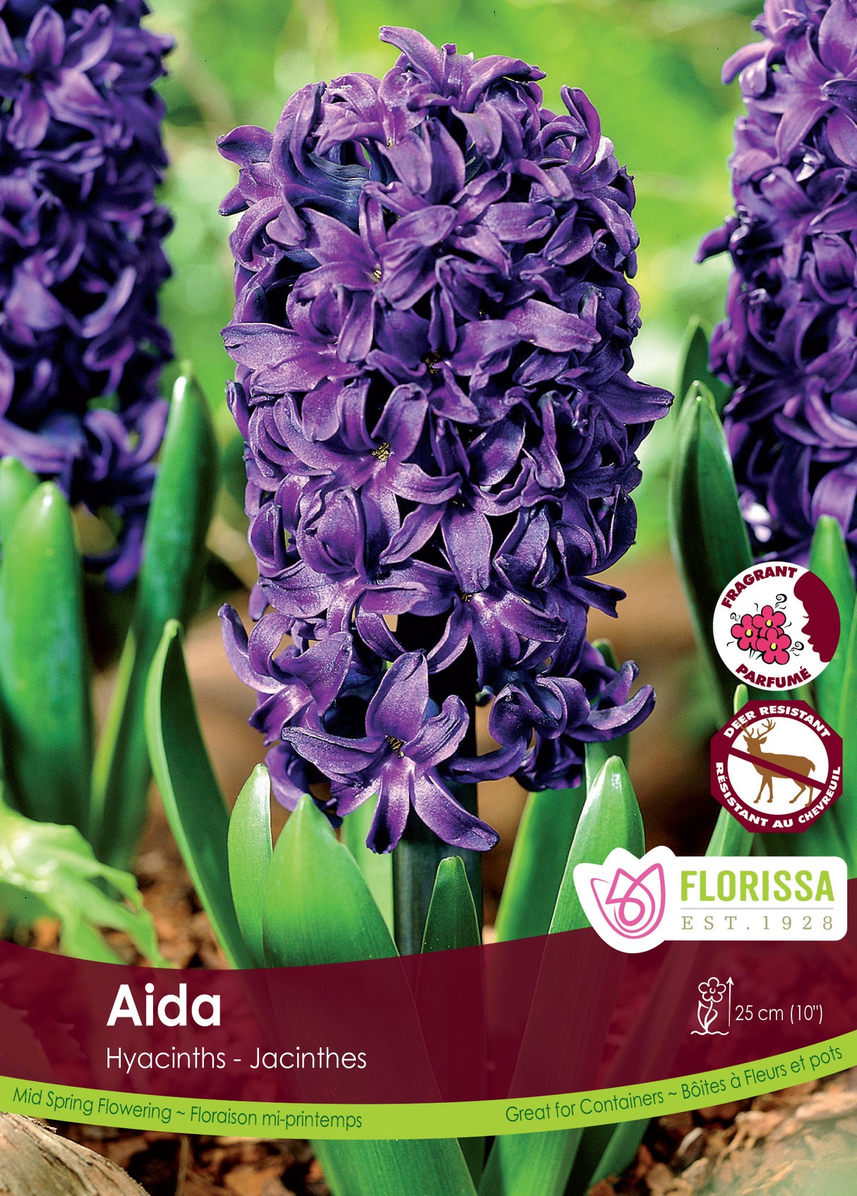 Hyacinth - Aida Bulk