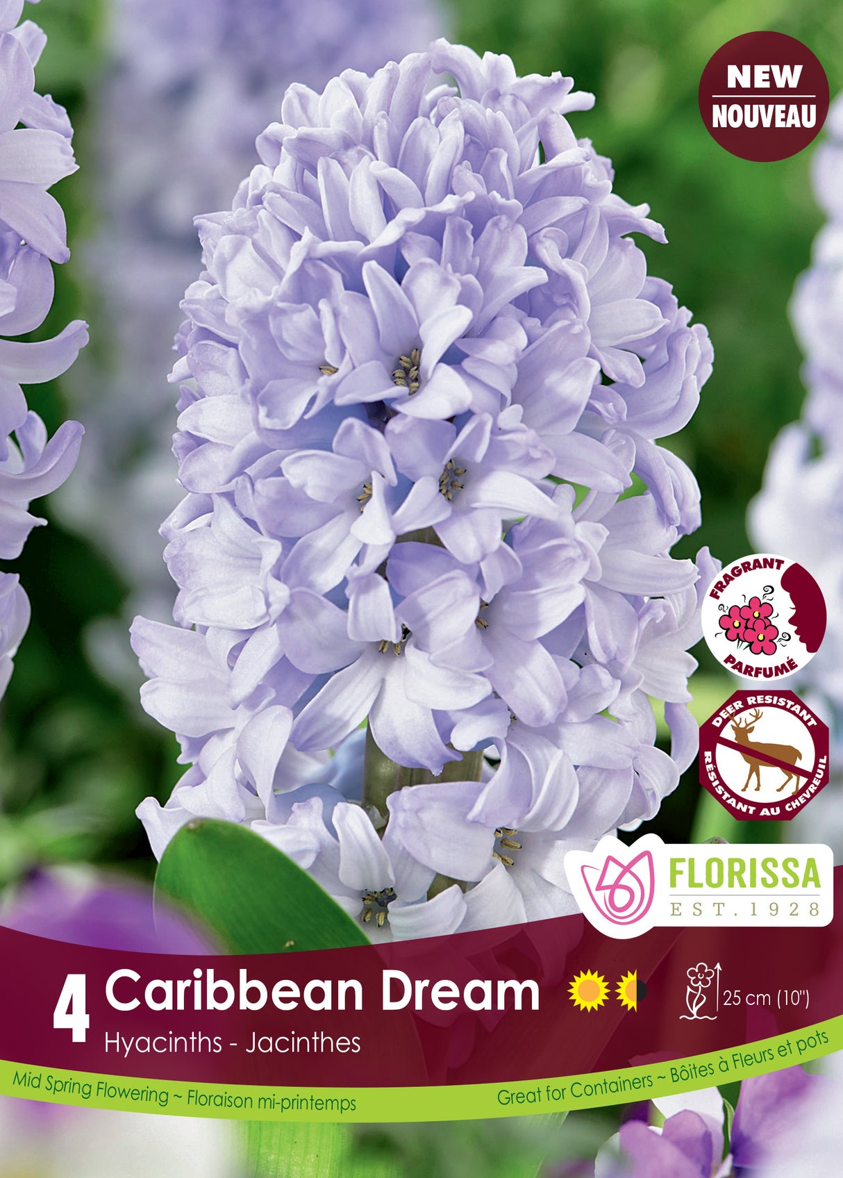 Hyacinth - Caribbean Dream Retail