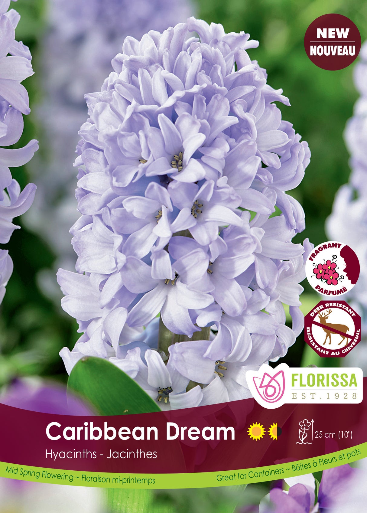 Hyacinth - Caribbean Dream Bulk