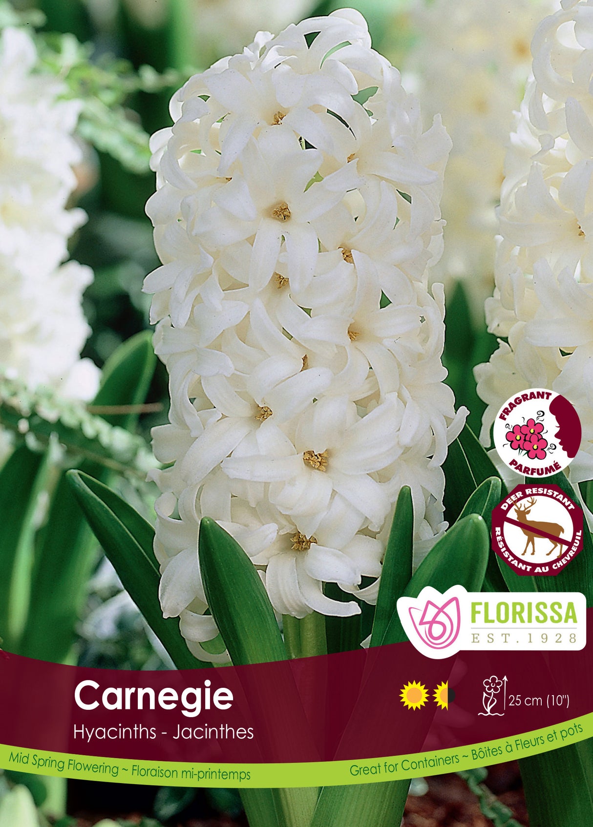 Hyacinth - Carnegie Bulk