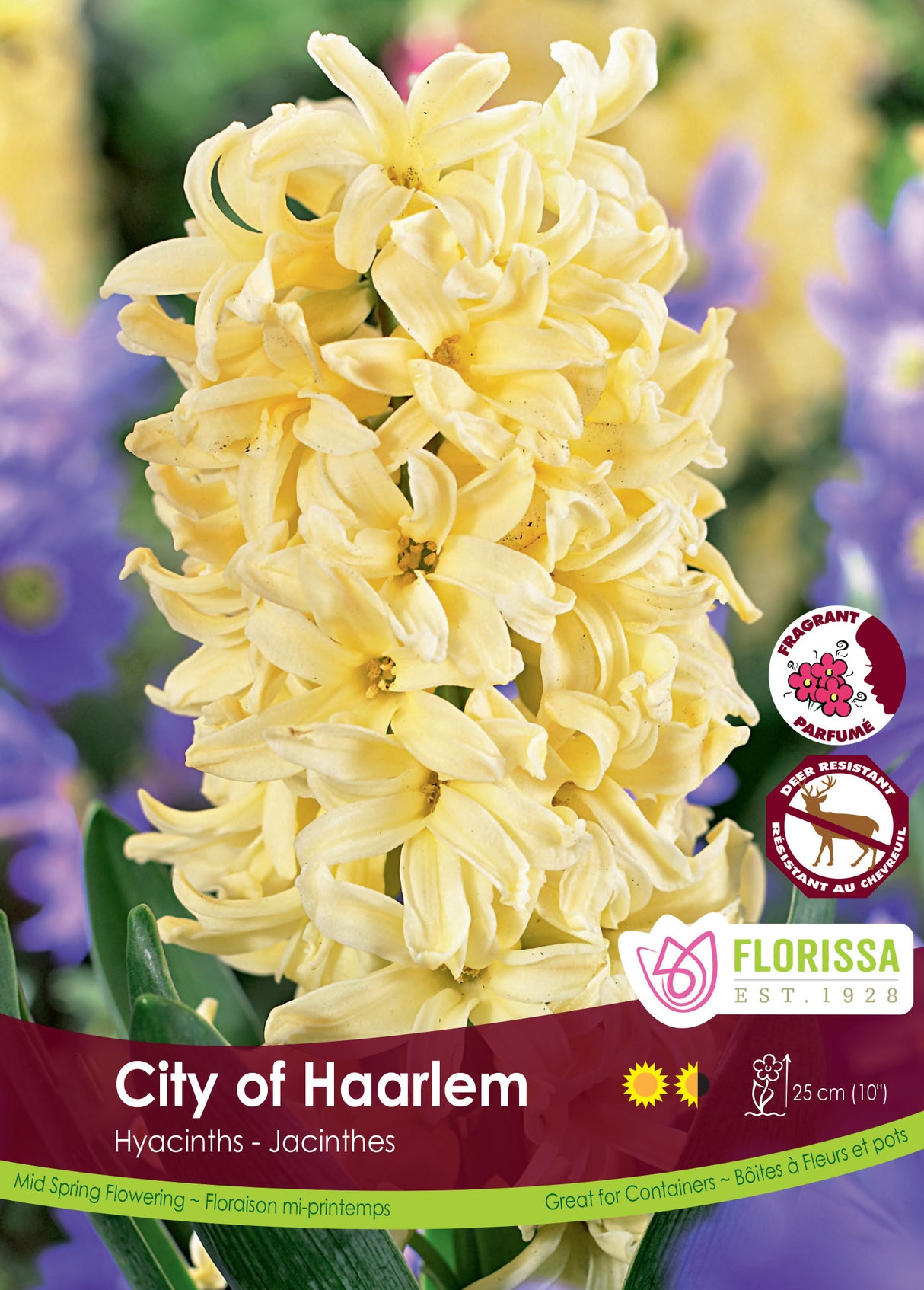 Hyacinth - City Of Haarlem Bulk