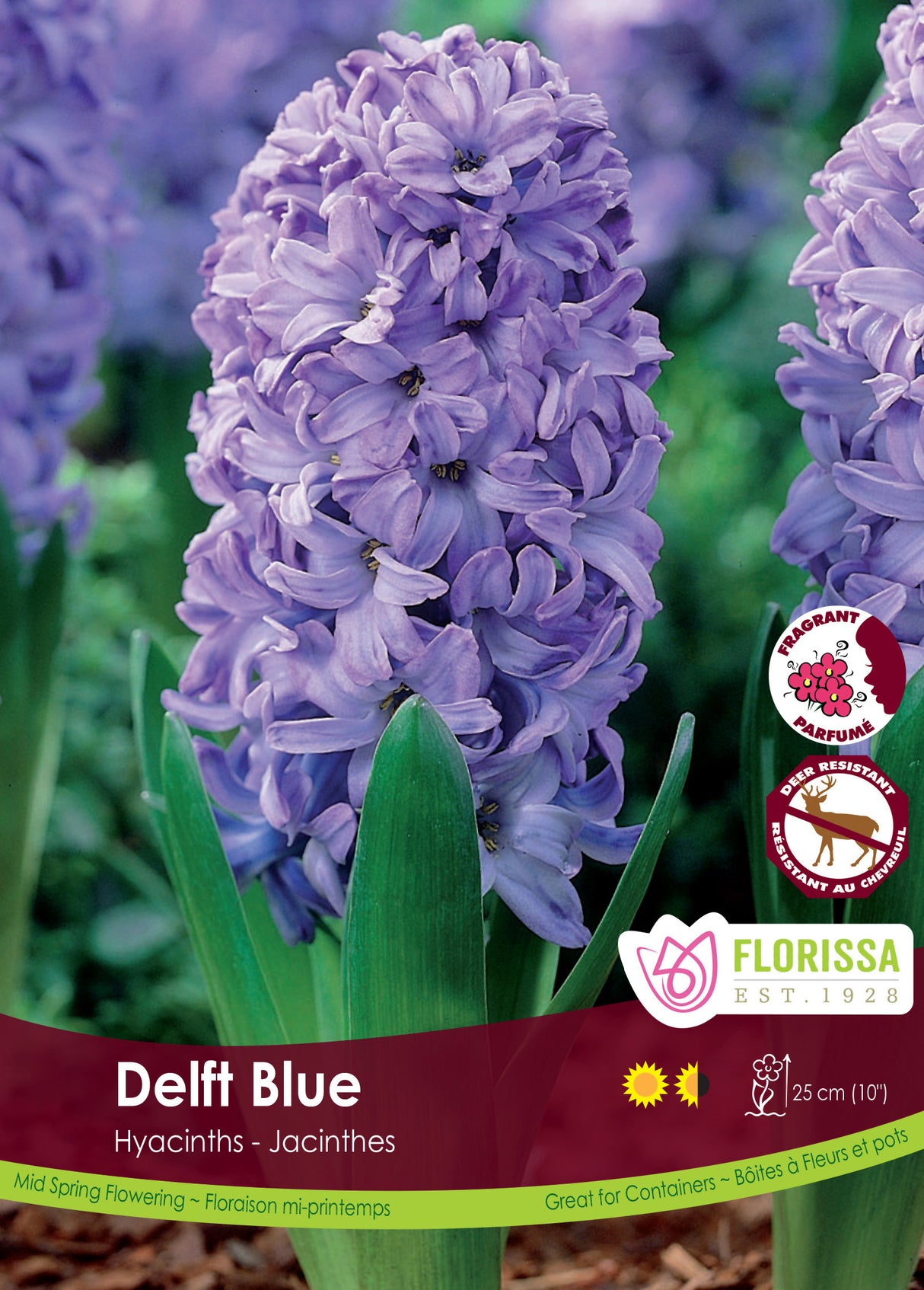 Hyacinth - Delft Blue Bulk