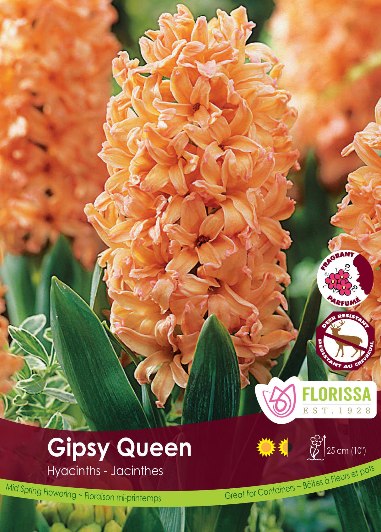 Hyacinth - Gipsy Queen Bulk