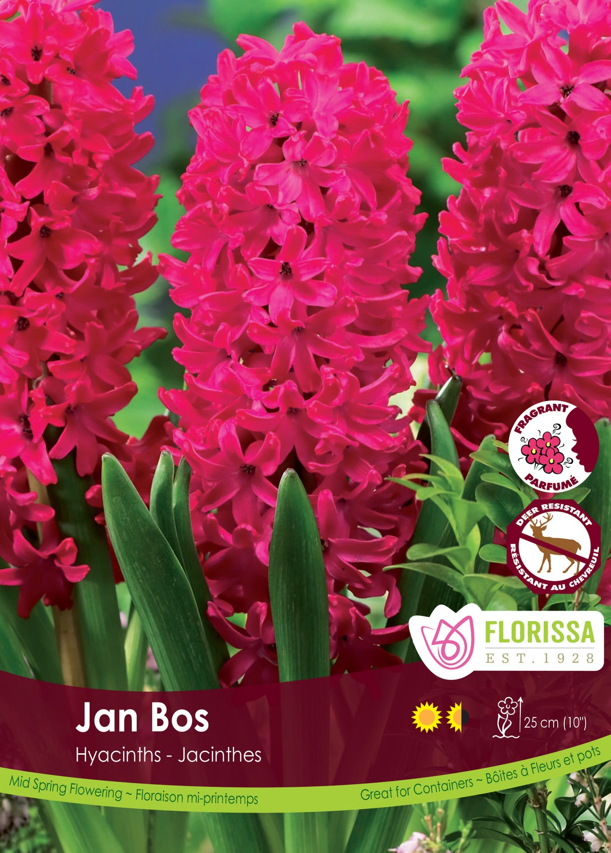 Hyacinth - Jan Bos Bulk